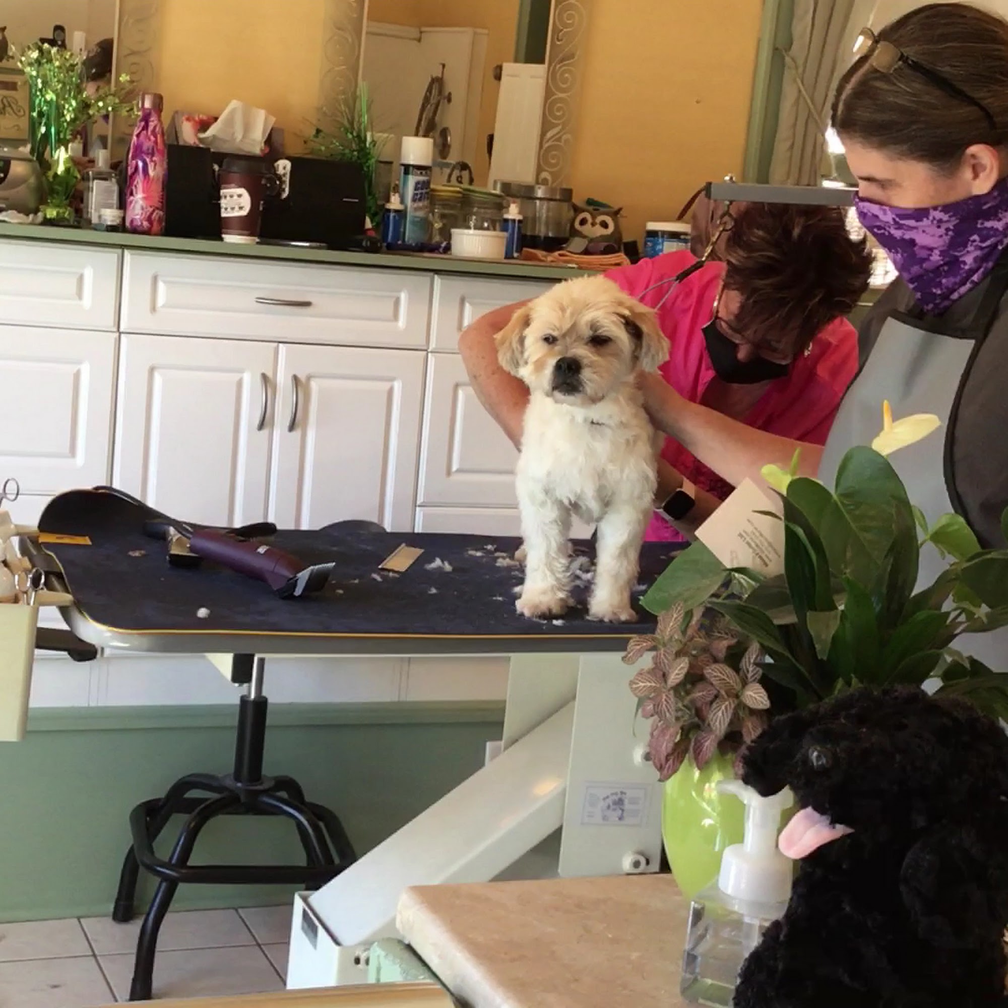 The Dog Spa Brantford