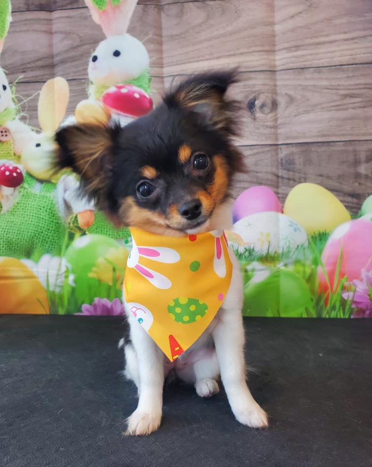 Adorable Pet Grooming Brantford