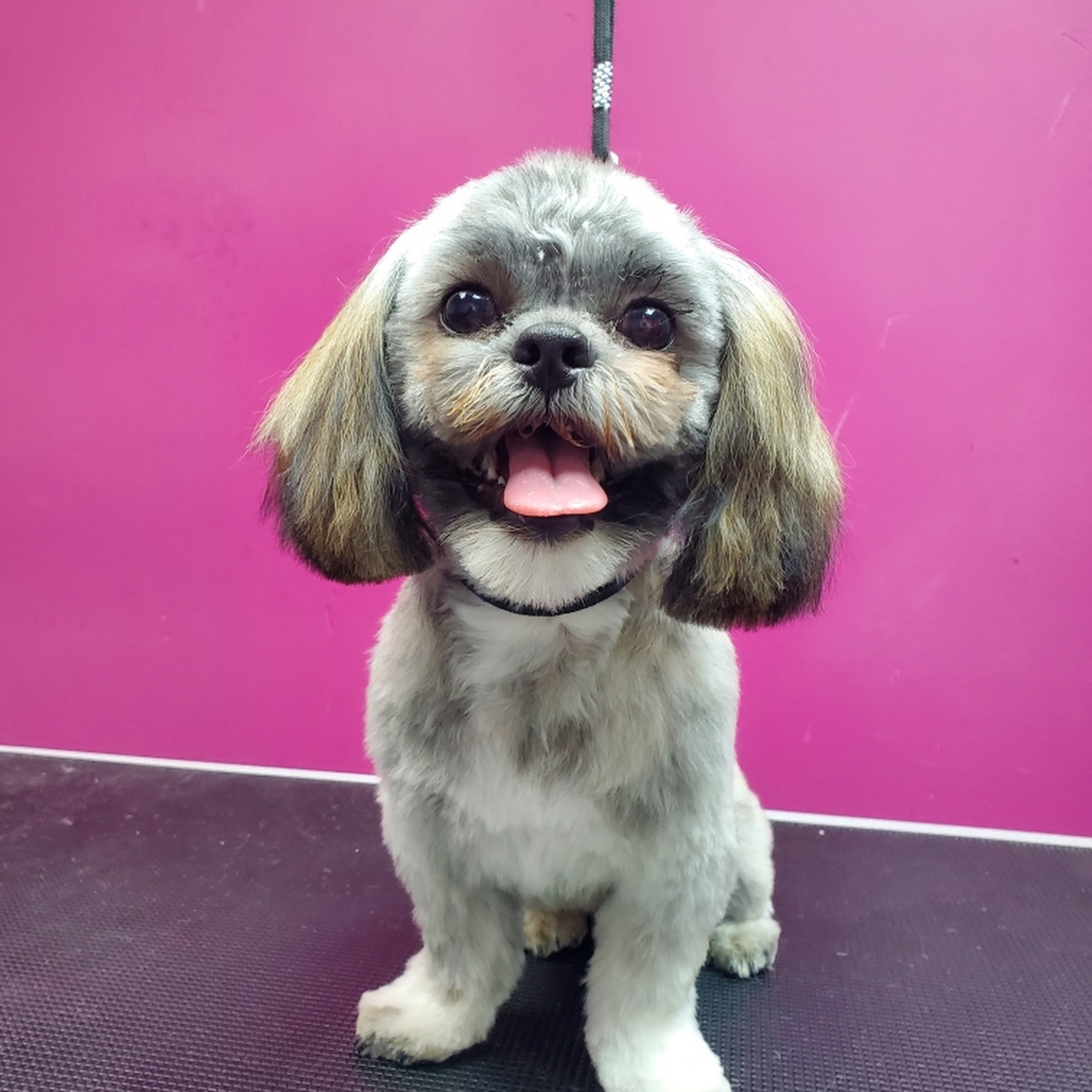 Adorable Pet Grooming Brantford