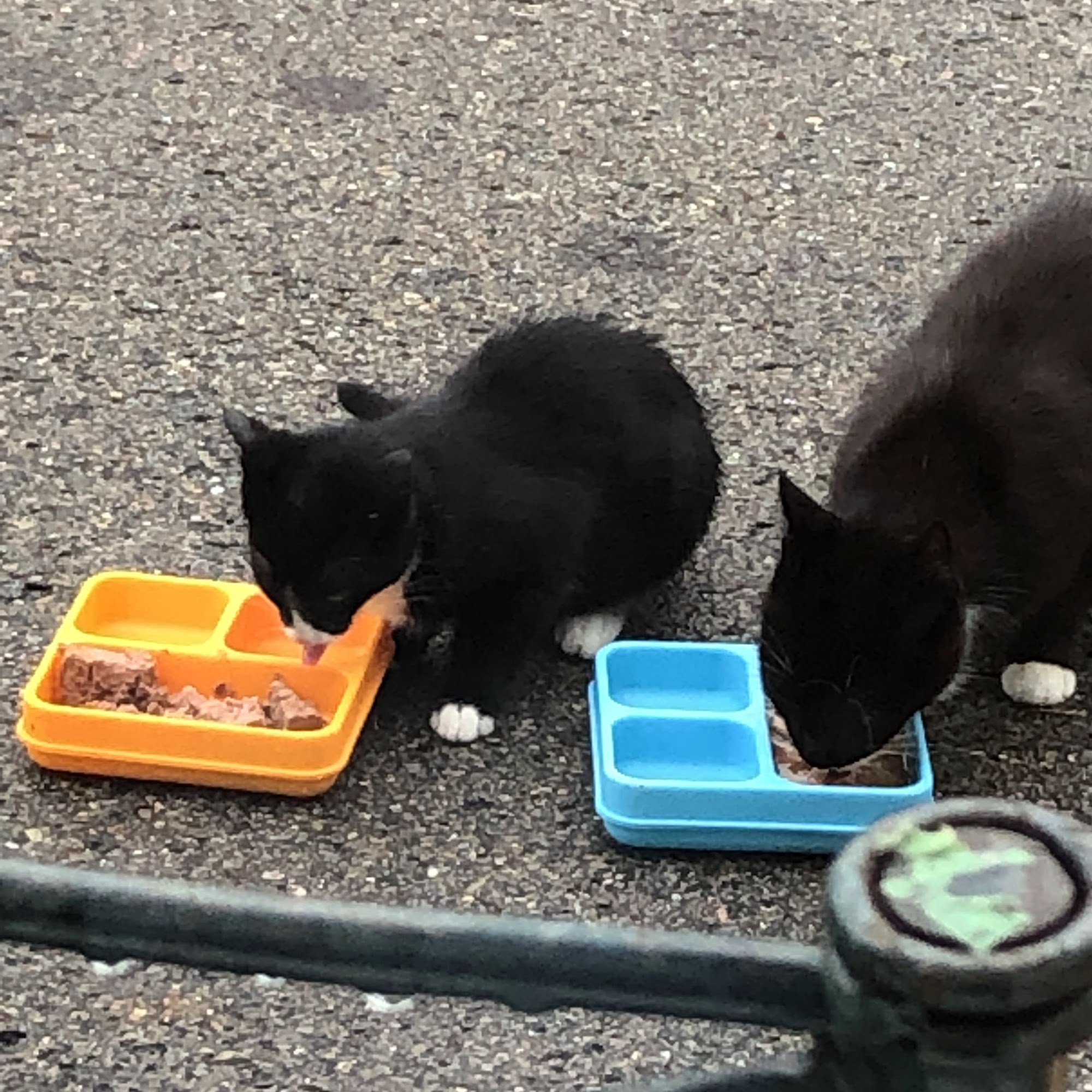 Paulmac's Pets Brockville