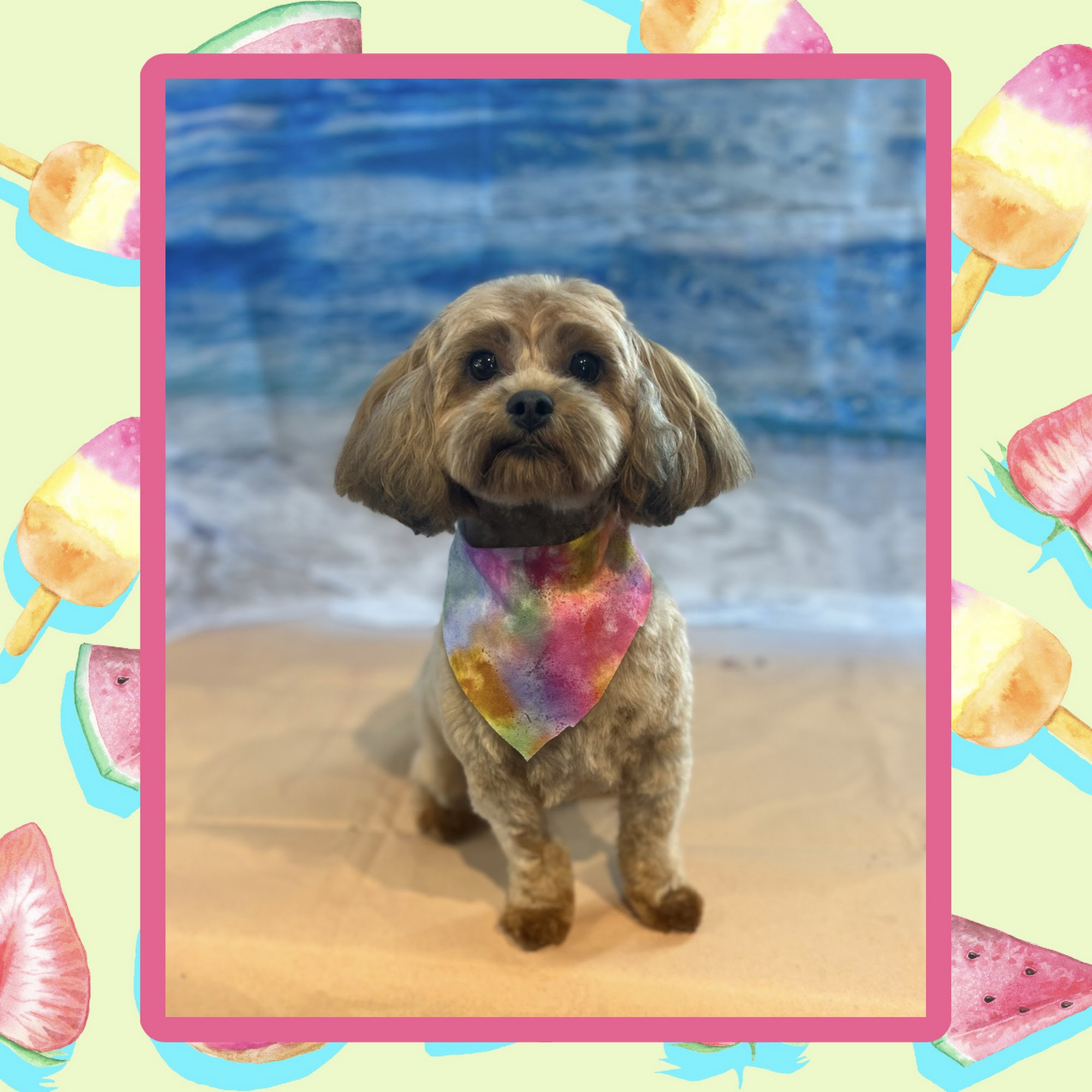 Meghans Pet Grooming Brockville