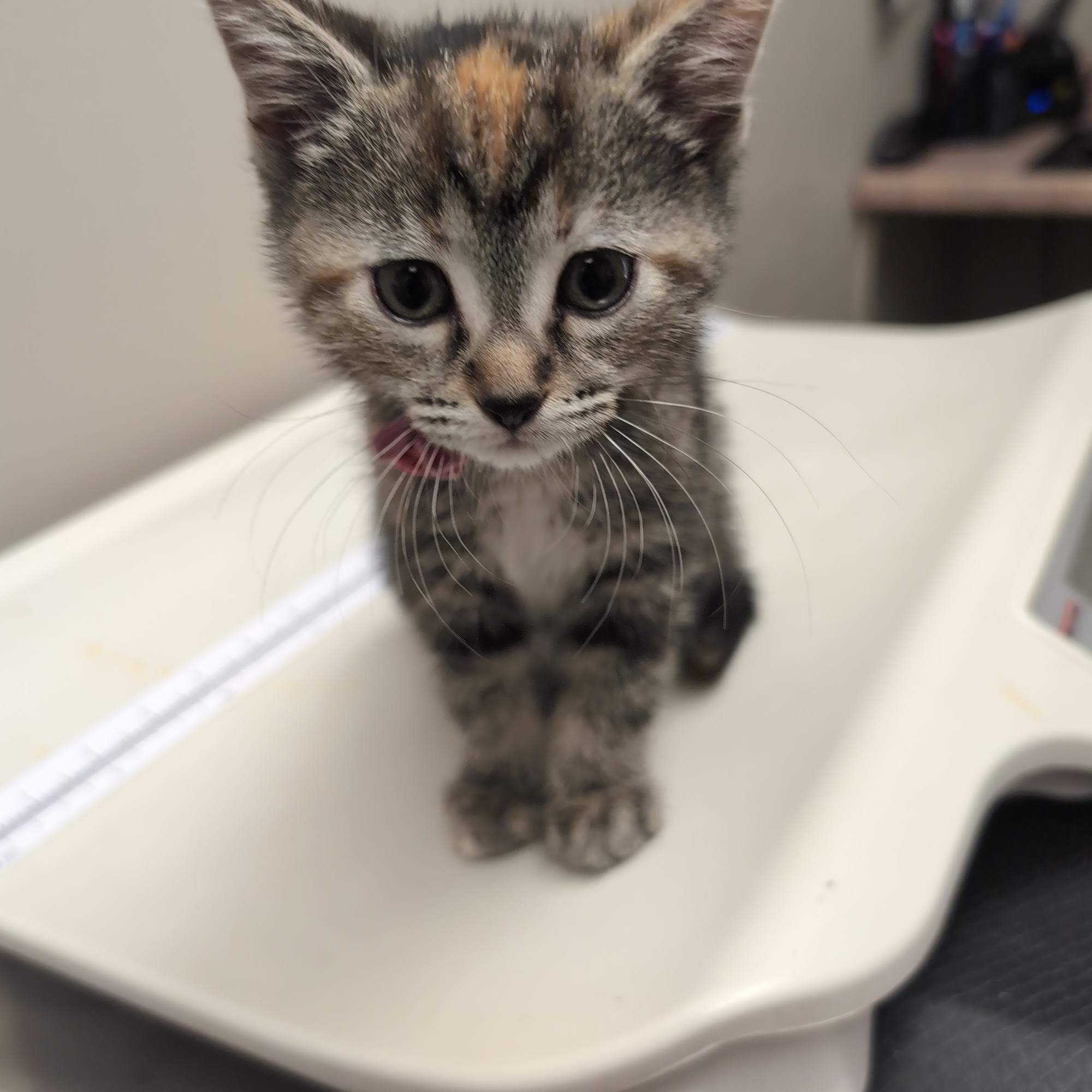 Island City Animal Hospital Brockville