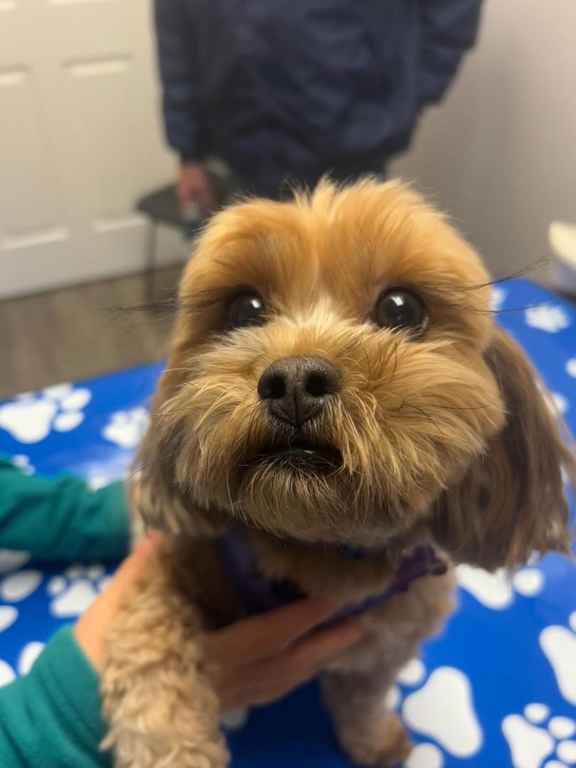 Island City Animal Hospital Brockville