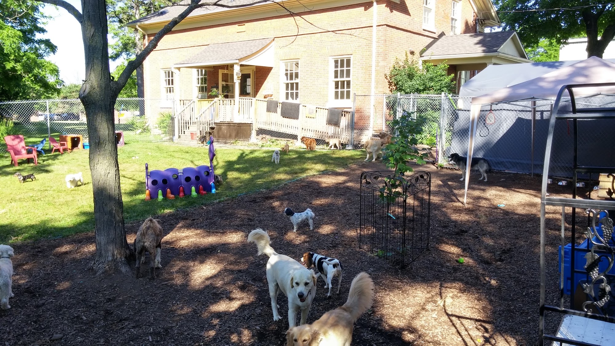 Furry Friends Inc. Doggie Daycare & Spaw Burlington