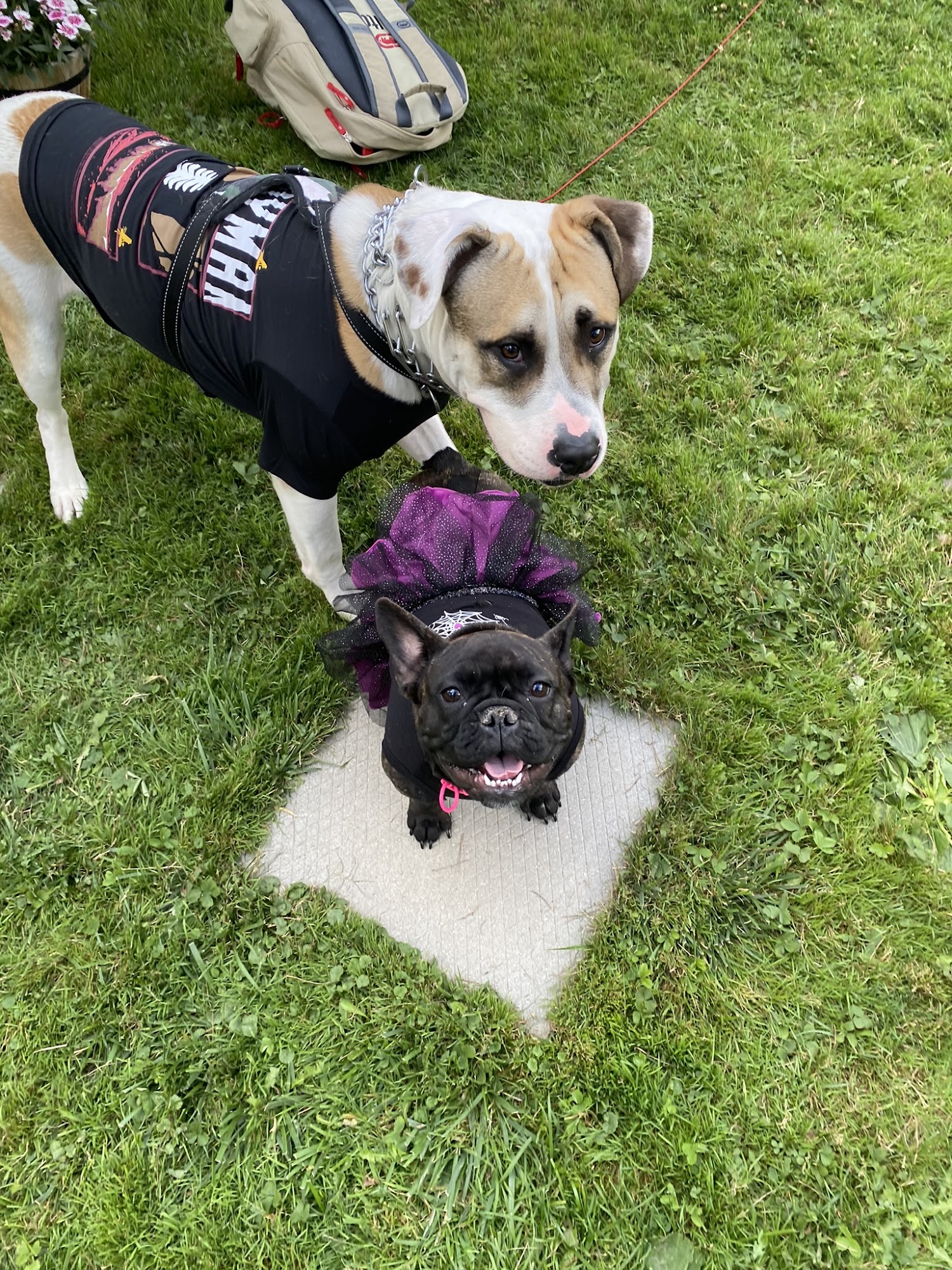 Stephanie's Pet Grooming Burlington