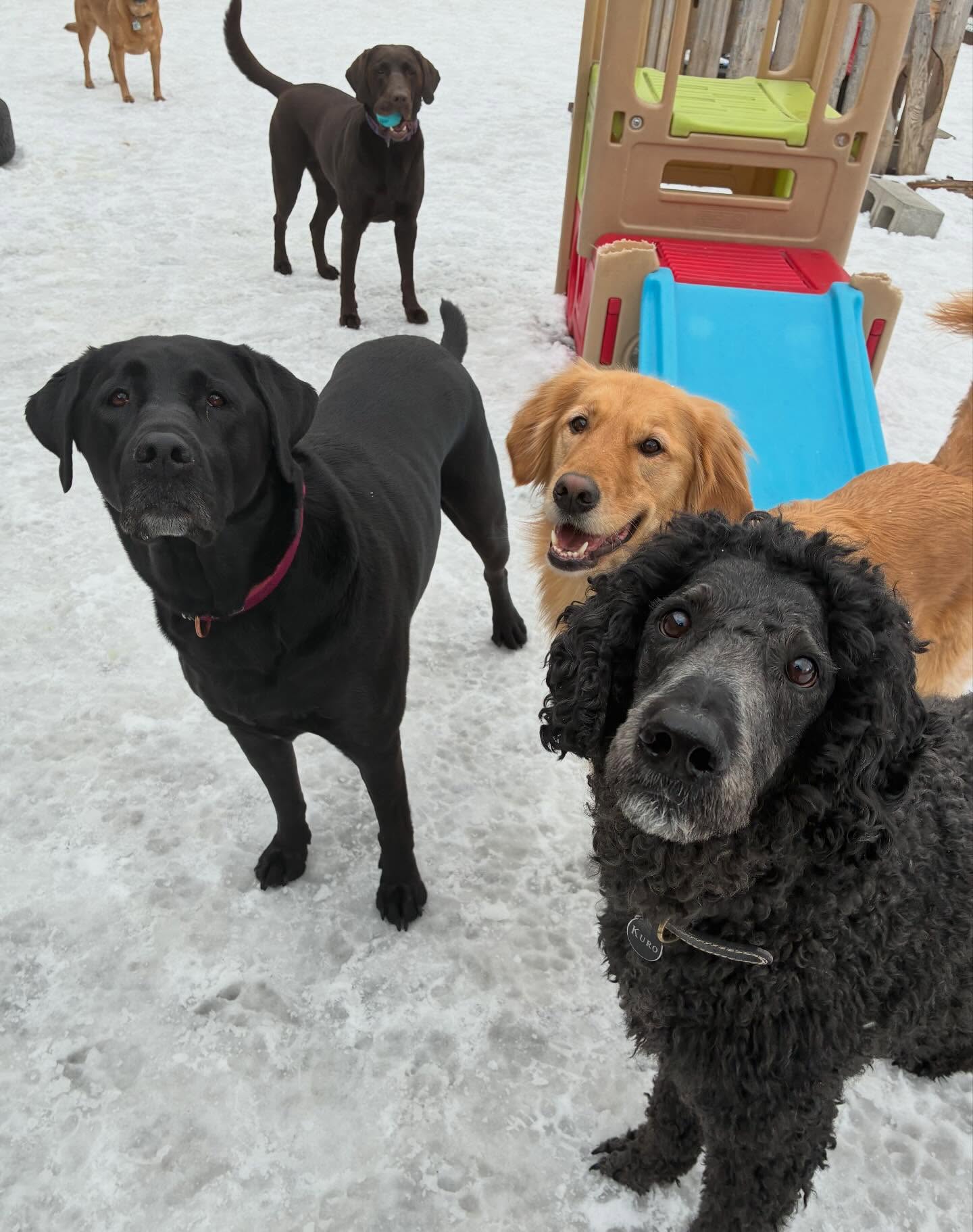 The Den Doggy Daycare Burlington