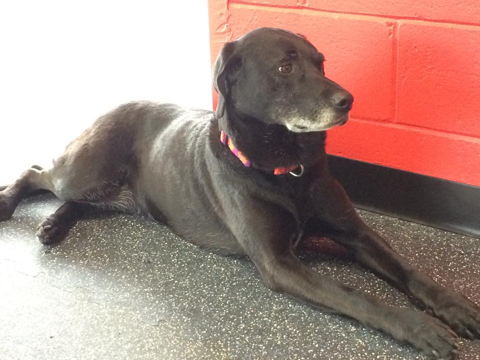 The Den Doggy Daycare Burlington