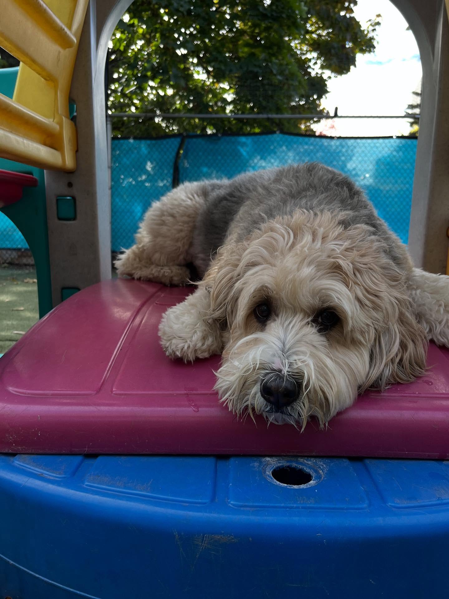 The Den Doggy Daycare Burlington