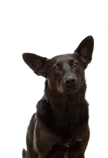 Pat's Pets Burlington