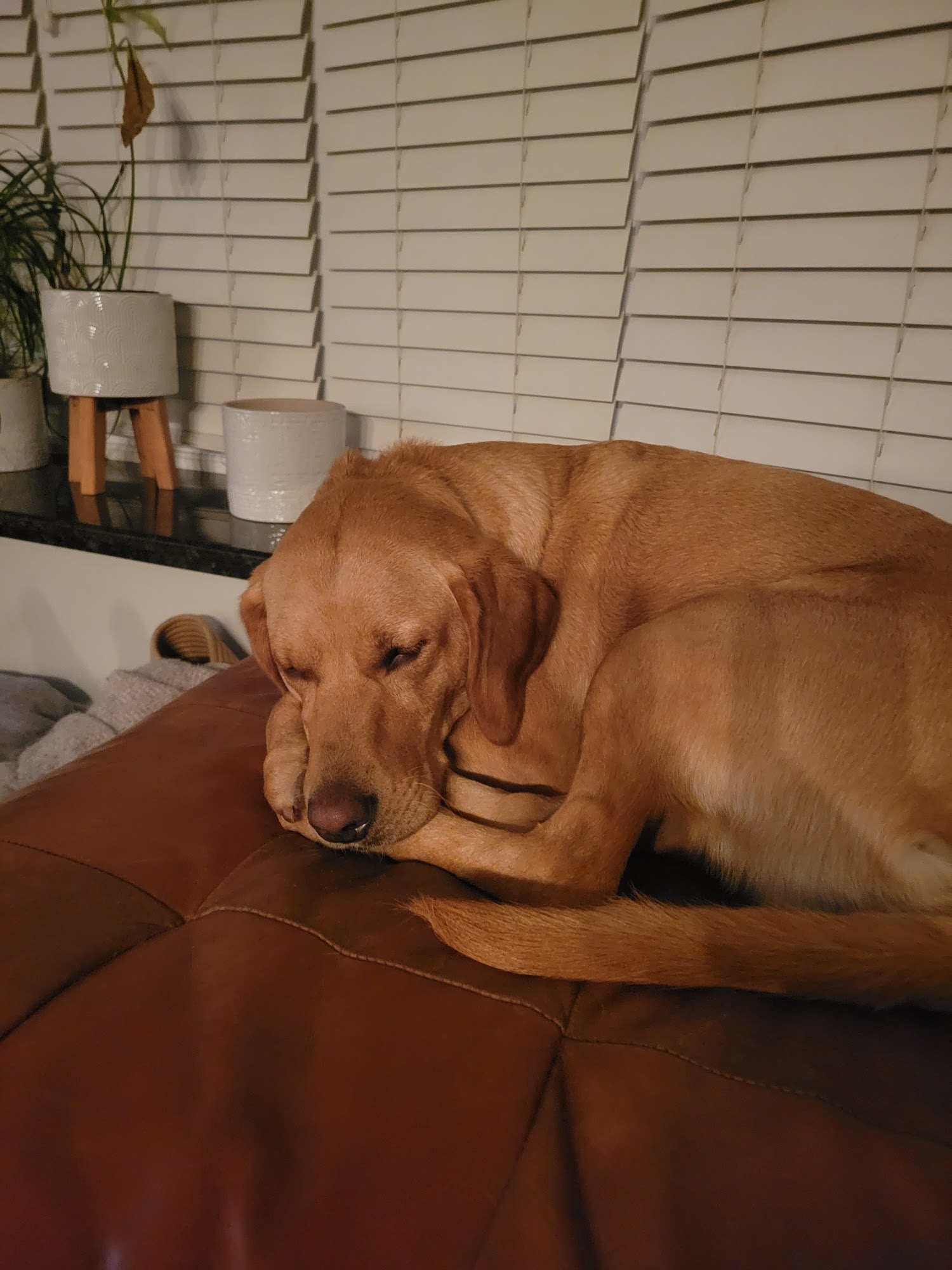 Global Pet Foods Burlington