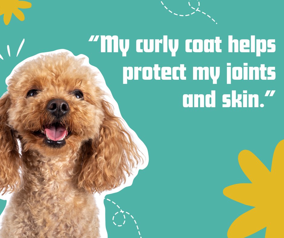 MacKay's Animal Hospital Burlington