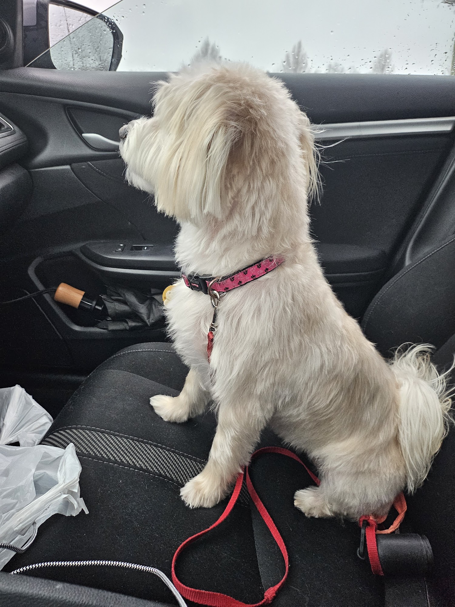 Pets N Groom Inc Burlington