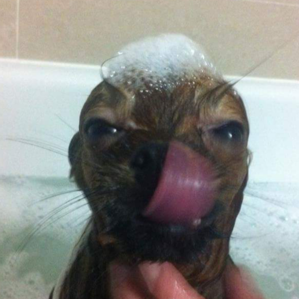 Burlington Dog Grooming Burlington