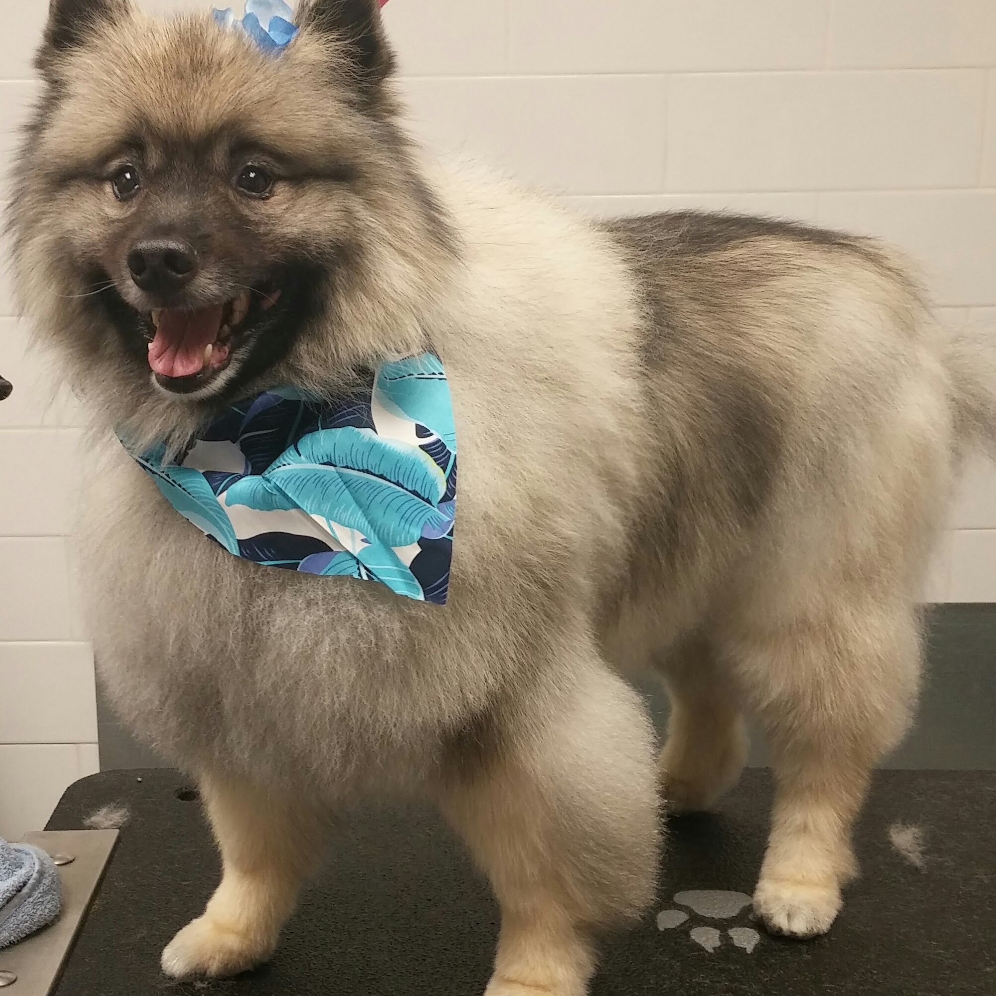 Burlington Dog Grooming Burlington