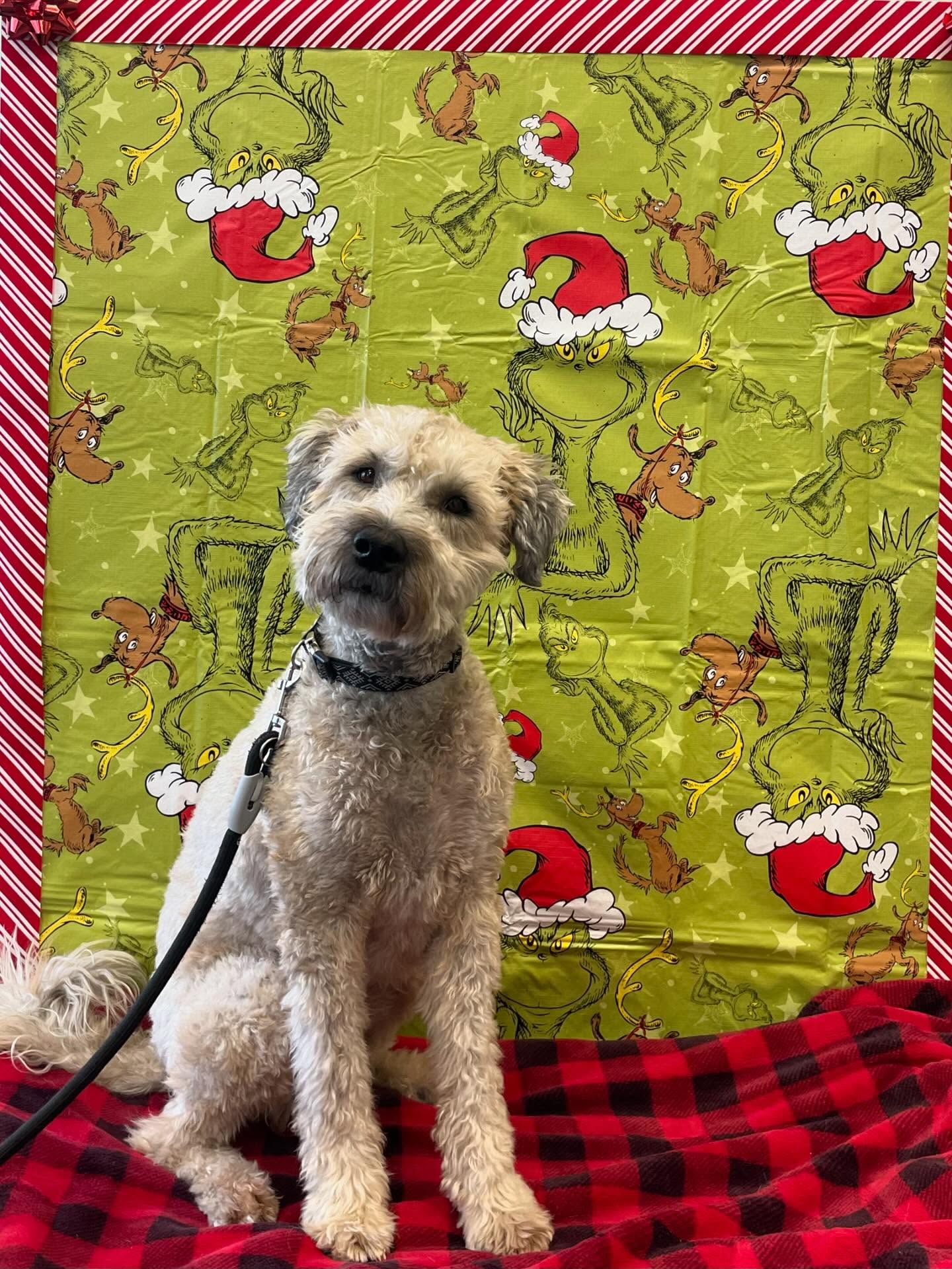 Aldershot Animal Hospital Burlington