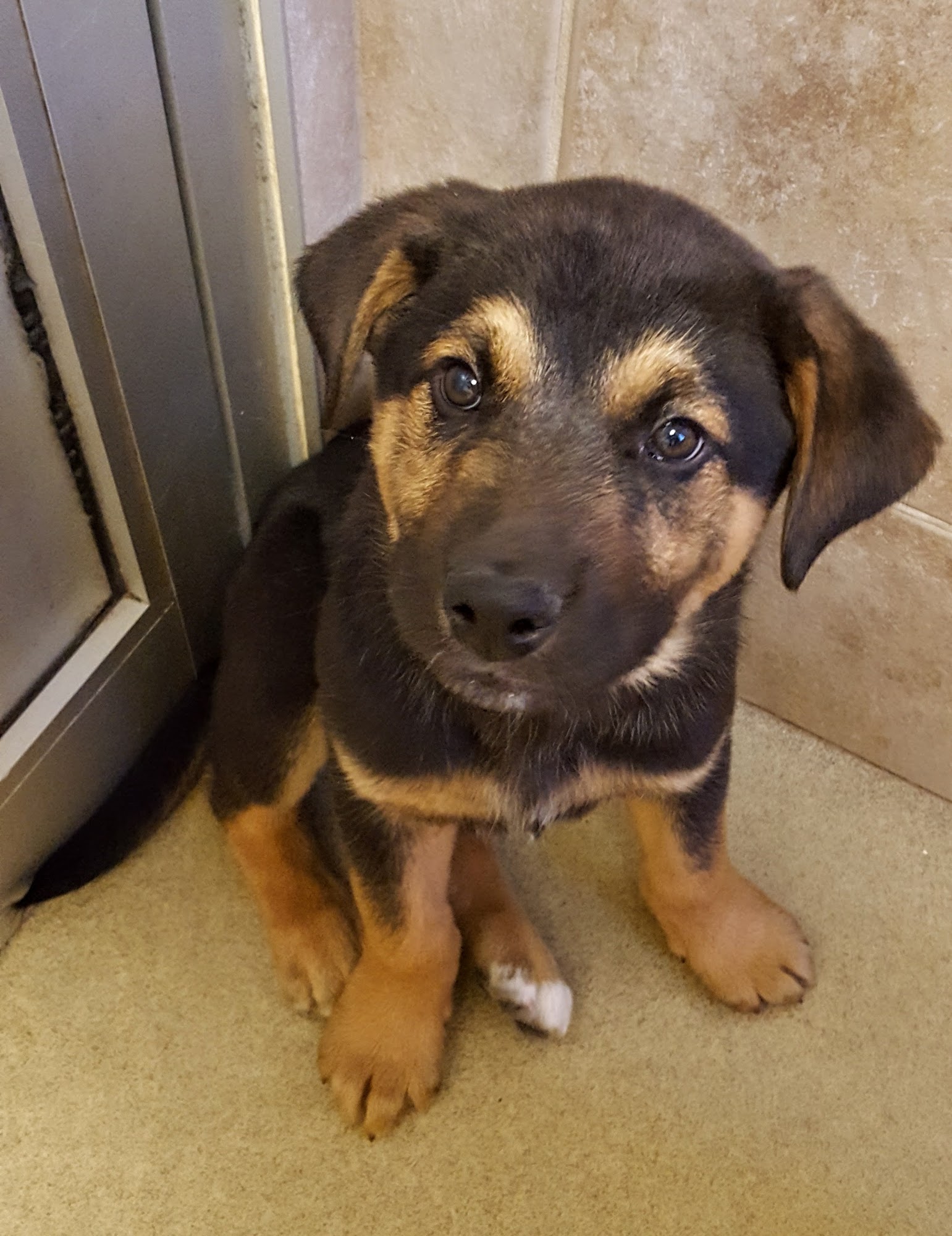 Burlington Humane Society Burlington