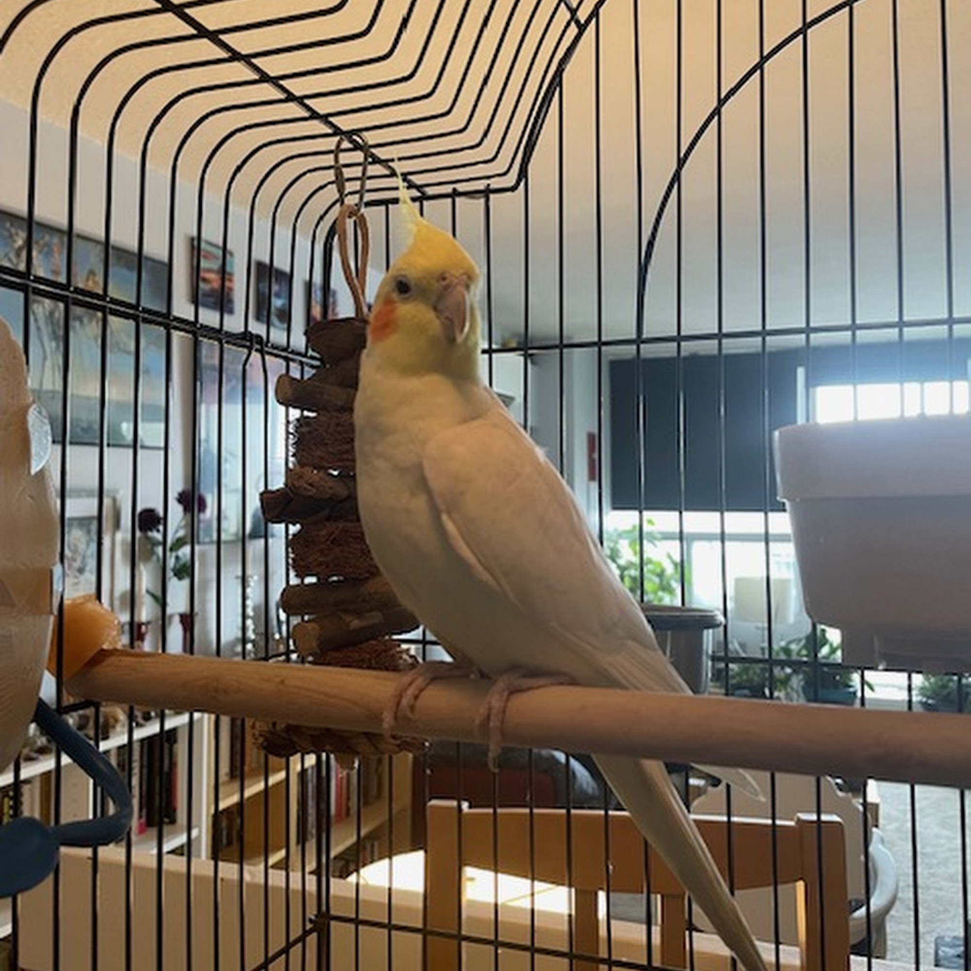 Burlington Animal Shelter Burlington