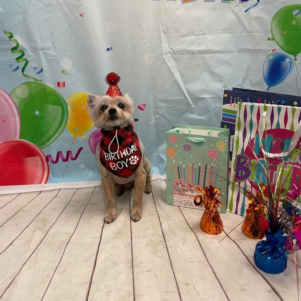 Dogtopia of Burlington Burlington