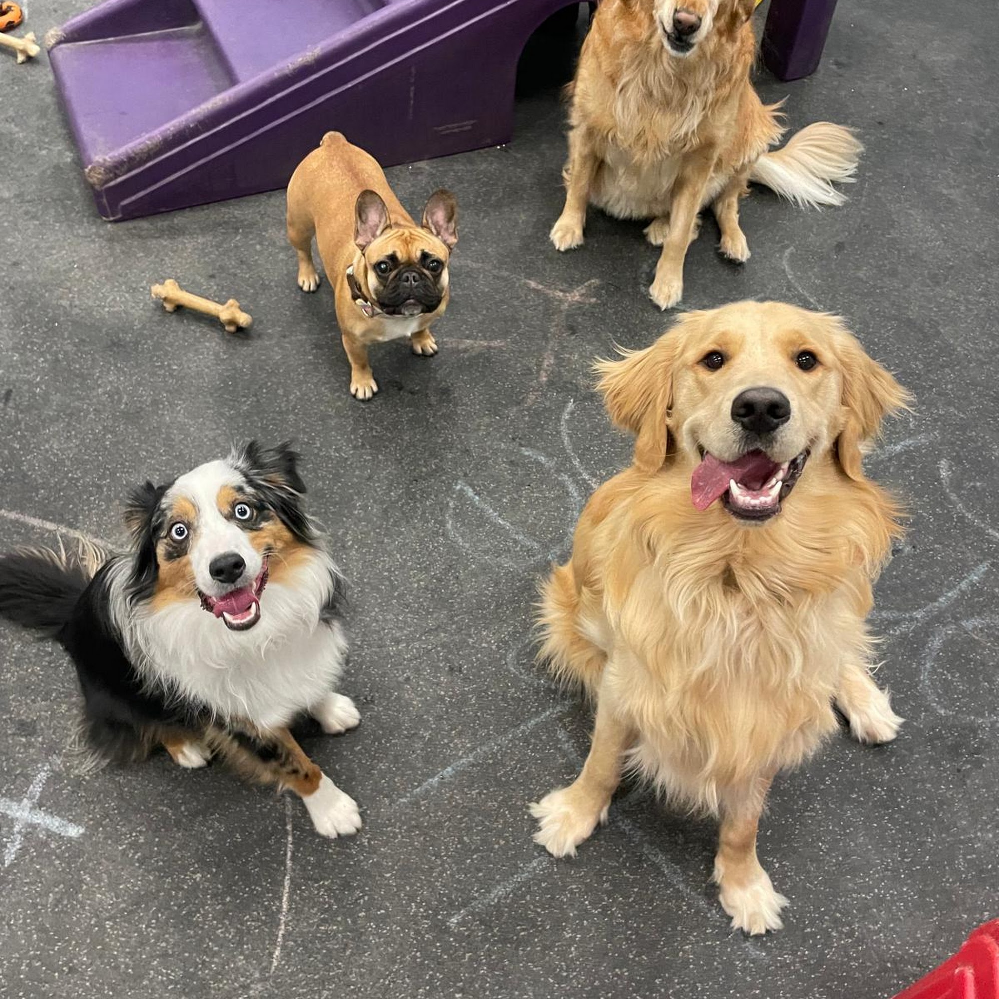 Dogtopia of Burlington Burlington