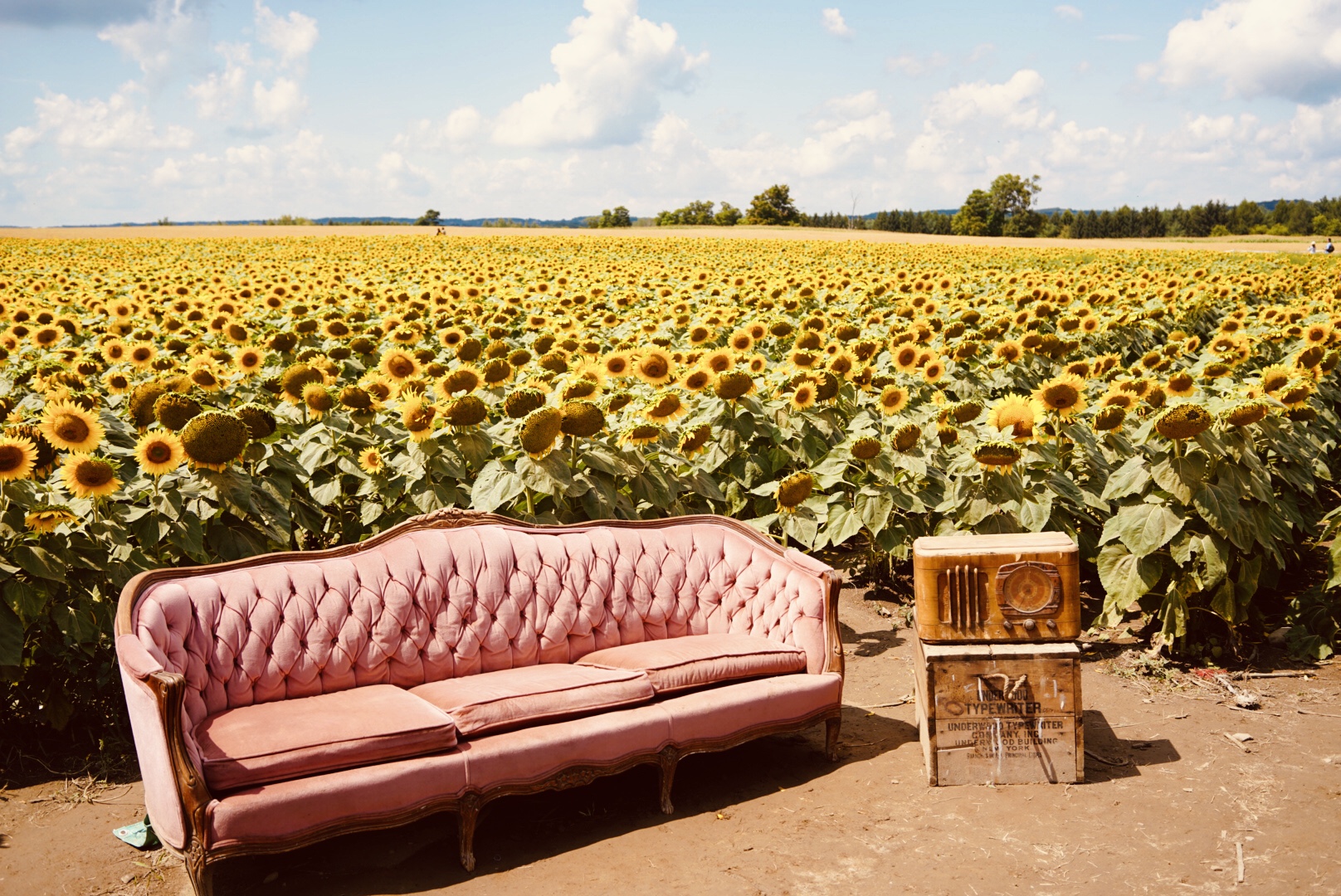 Davis Feed & Farm Supply (2024 Sunflower Festival is now ) Caledon