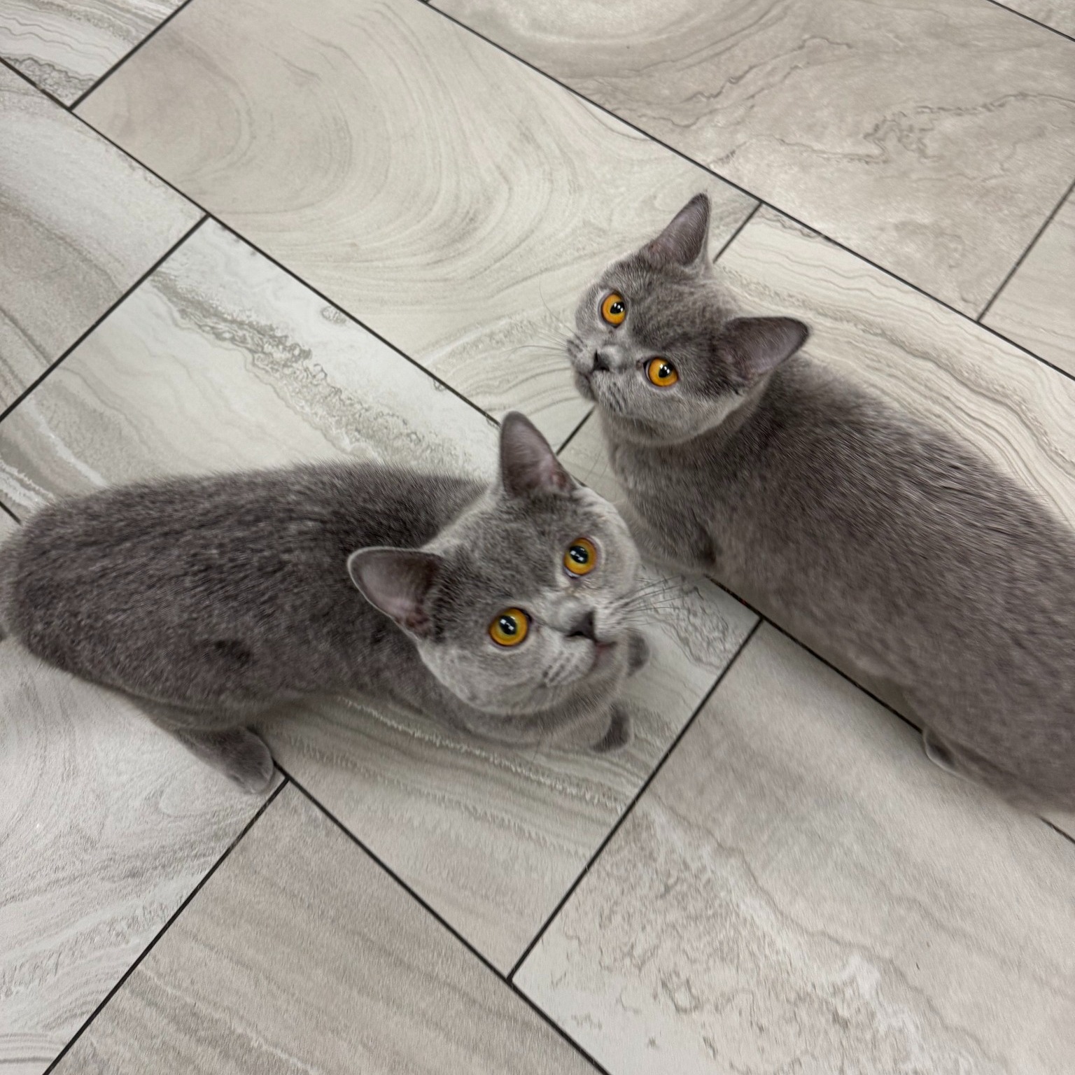 Animal Hospital Of Cambridge Cambridge