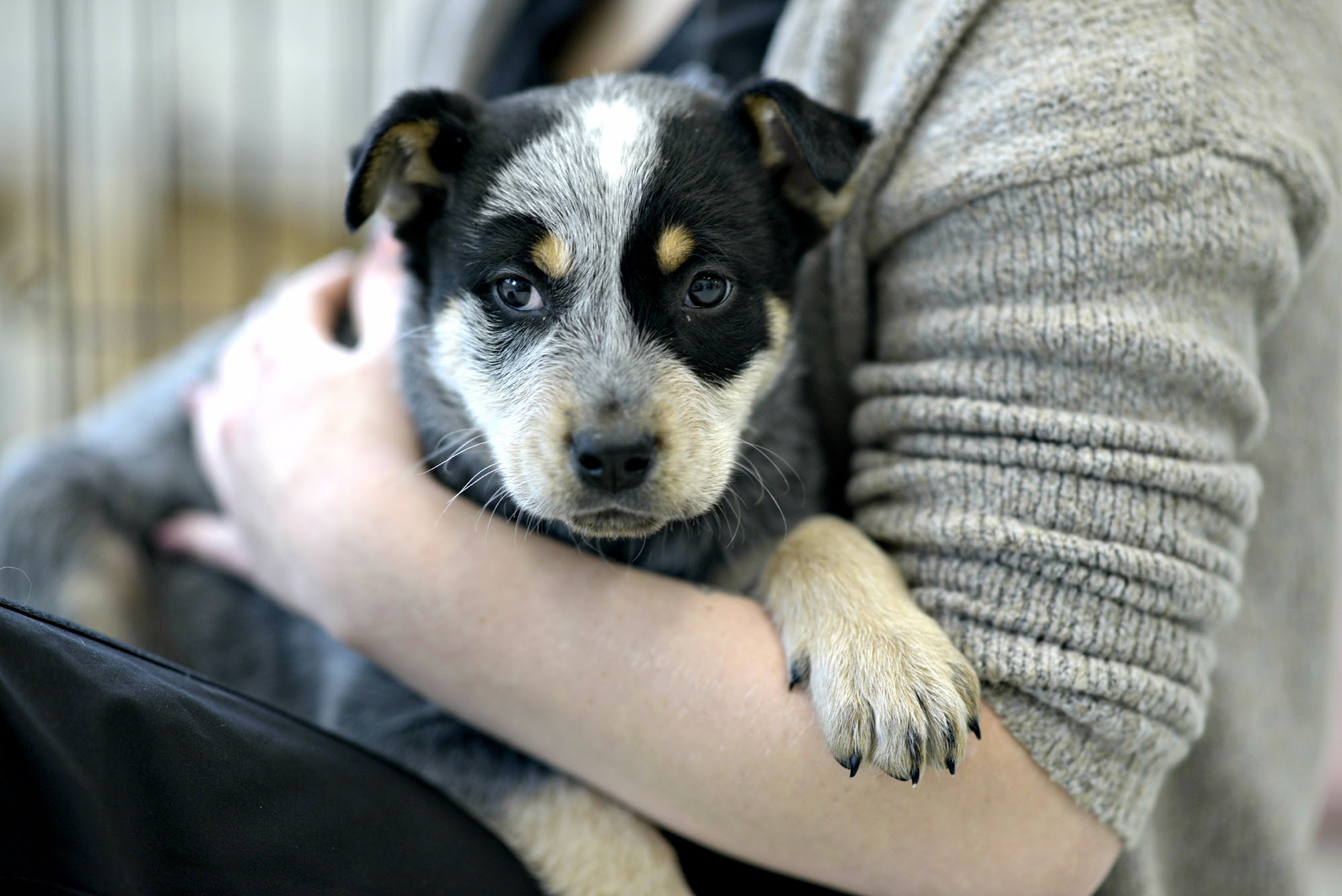 Animal Hospital Of Cambridge Cambridge