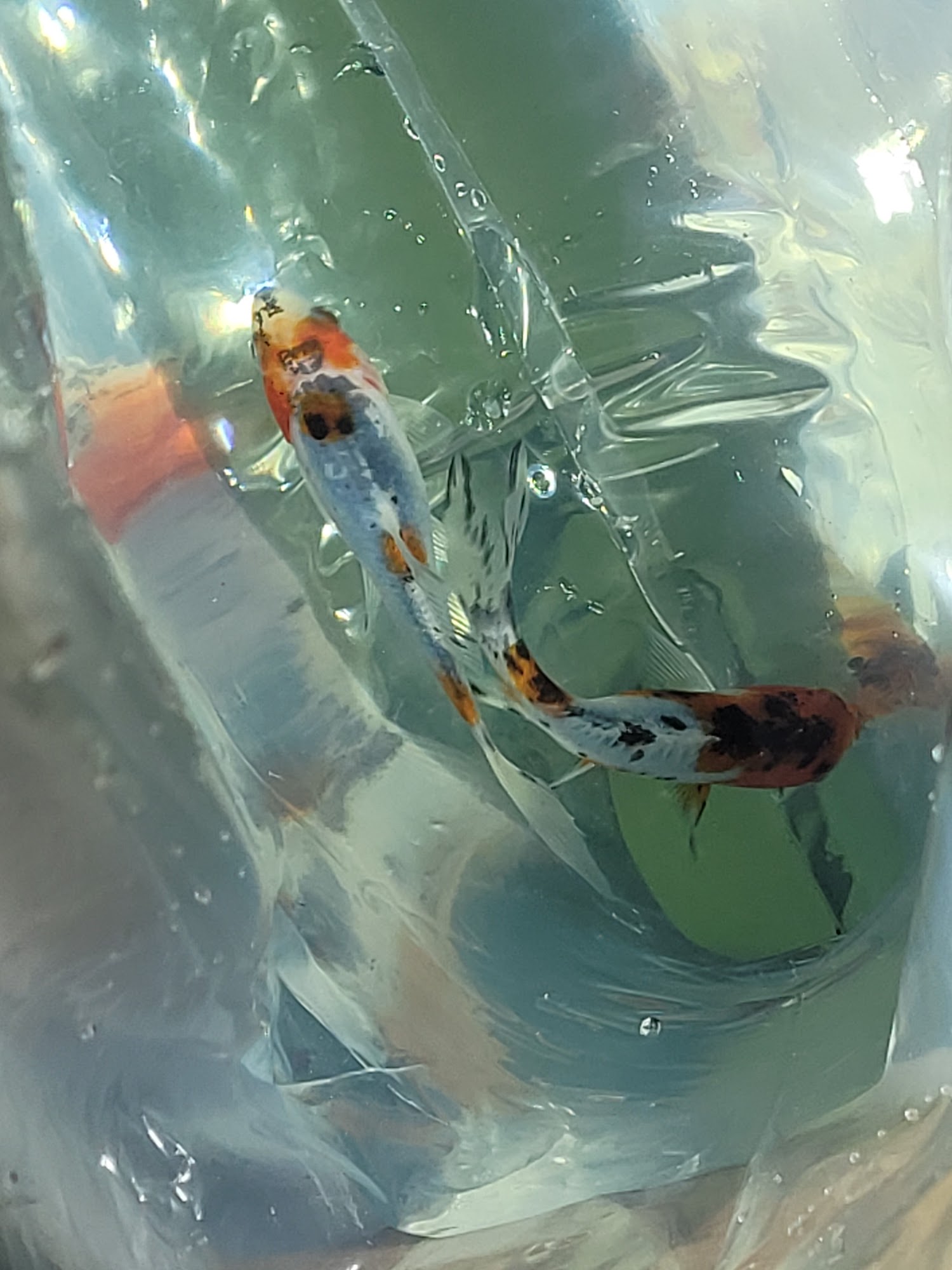 Valley Feeds Cambridge