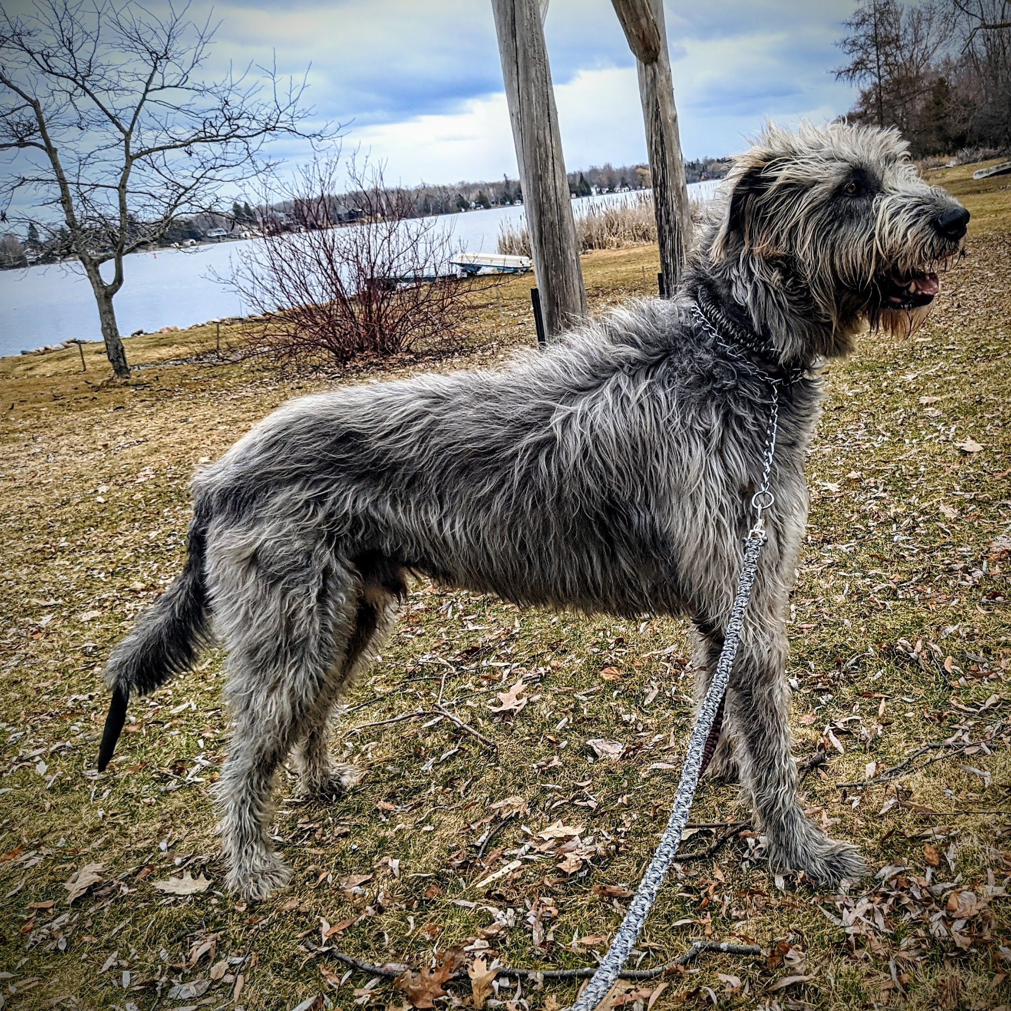 Campbellford Veterinary Services Campbellford