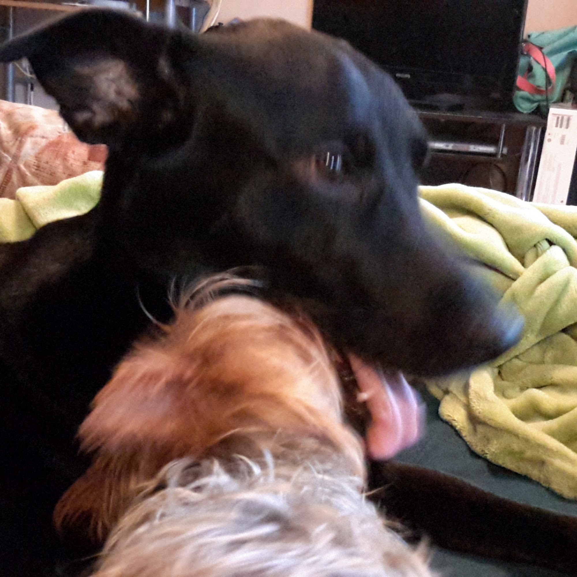 Paulmac's Pets Campbellford