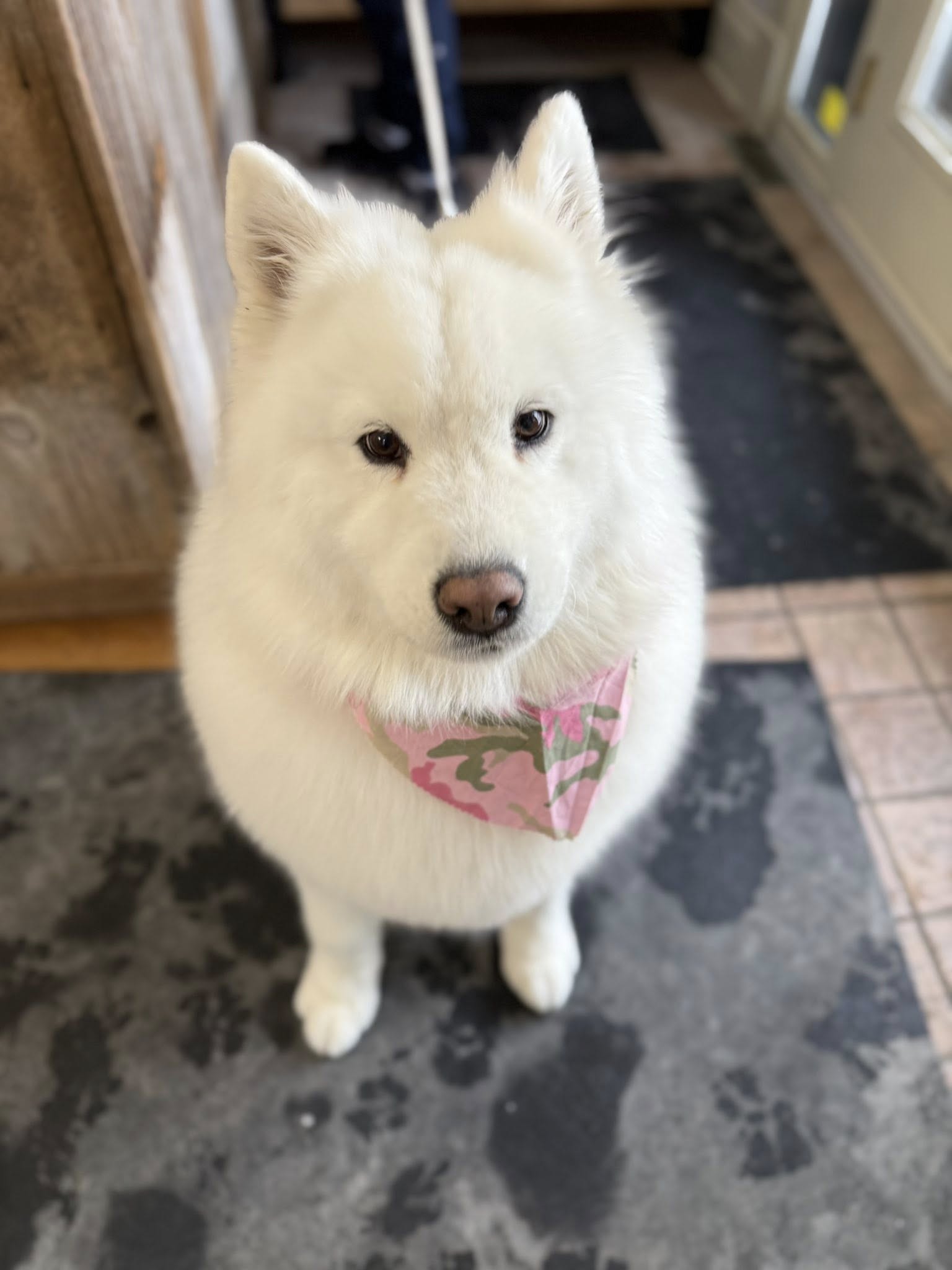 Barks & Baths Dog Grooming Carleton Place
