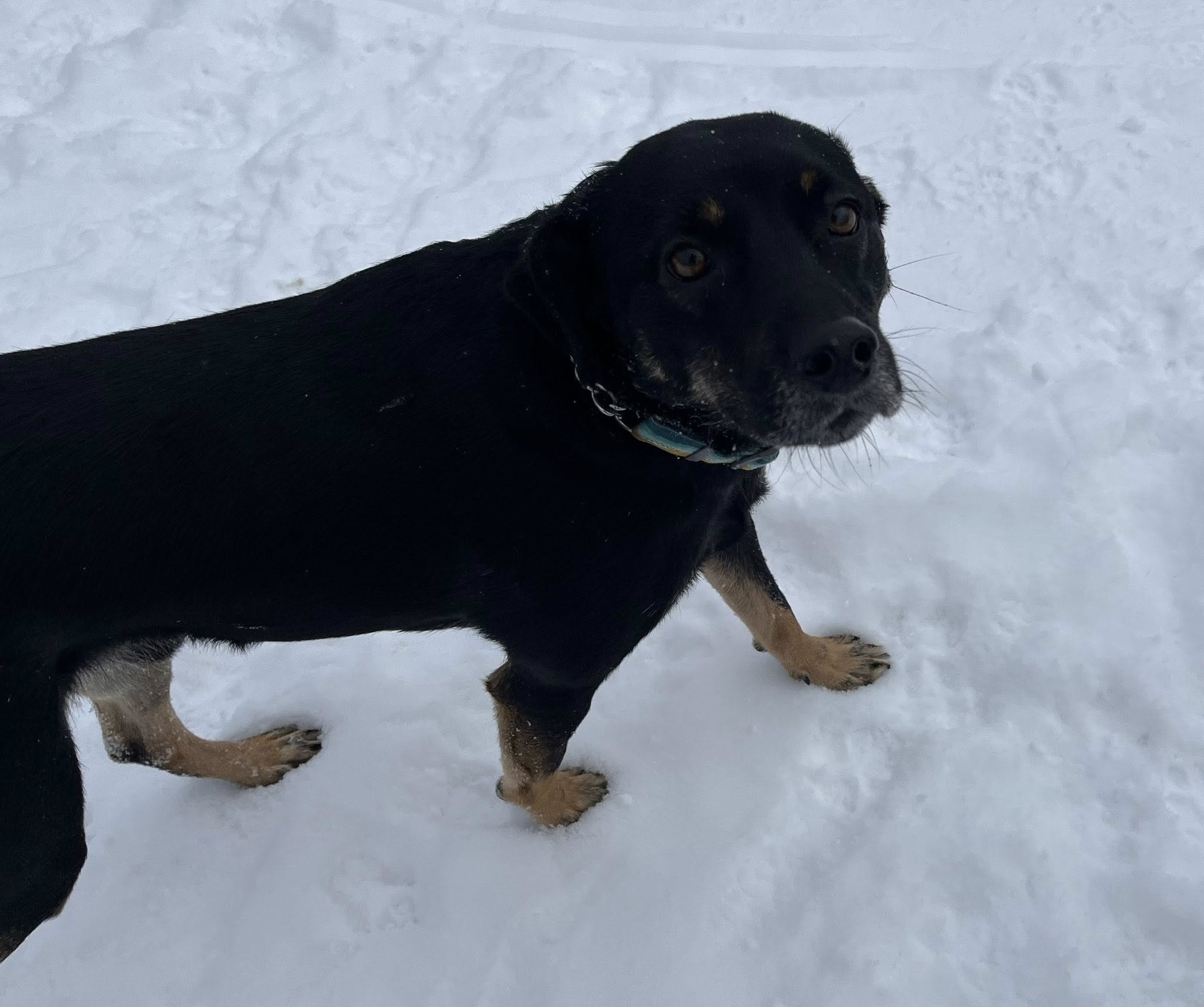 Dog World Bedrock Kennels Carp