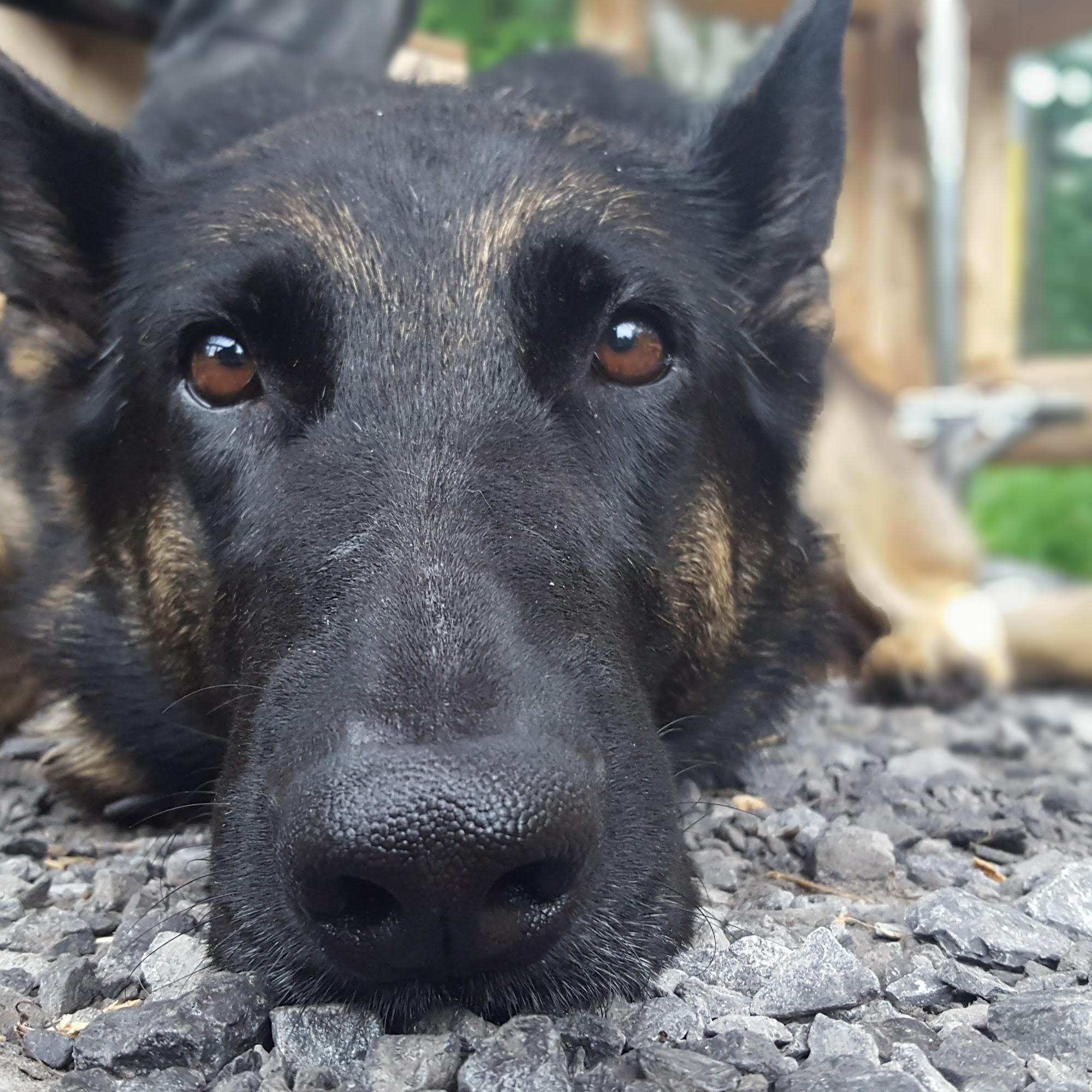 Casselman Veterinary Clinic Casselman
