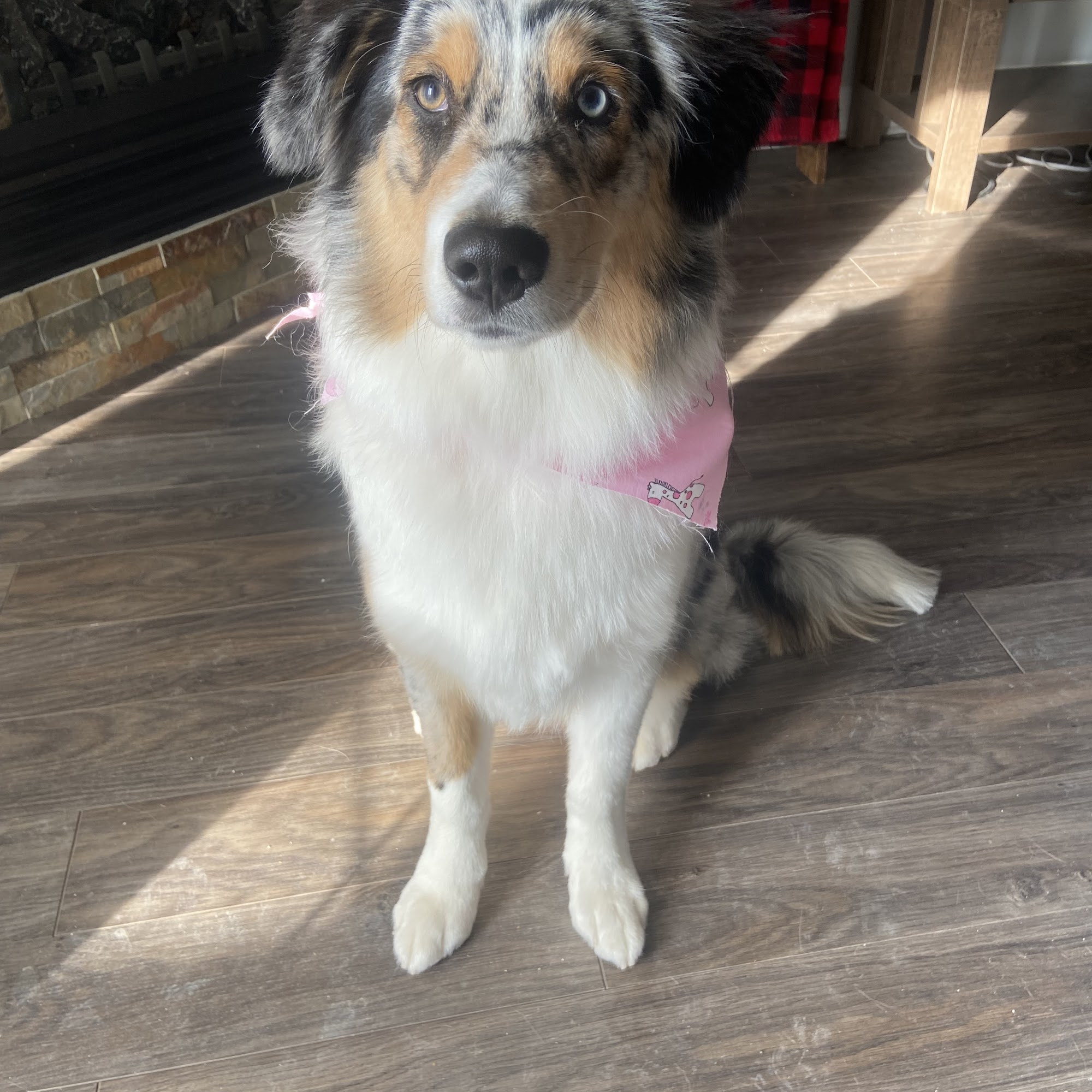 Casselman k9 Grooming Casselman