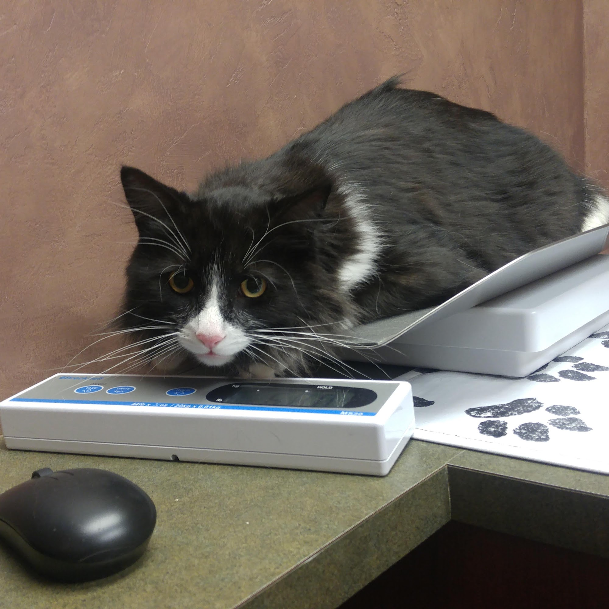 Hôpital vétérinaire Nation Veterinary Hospital Casselman