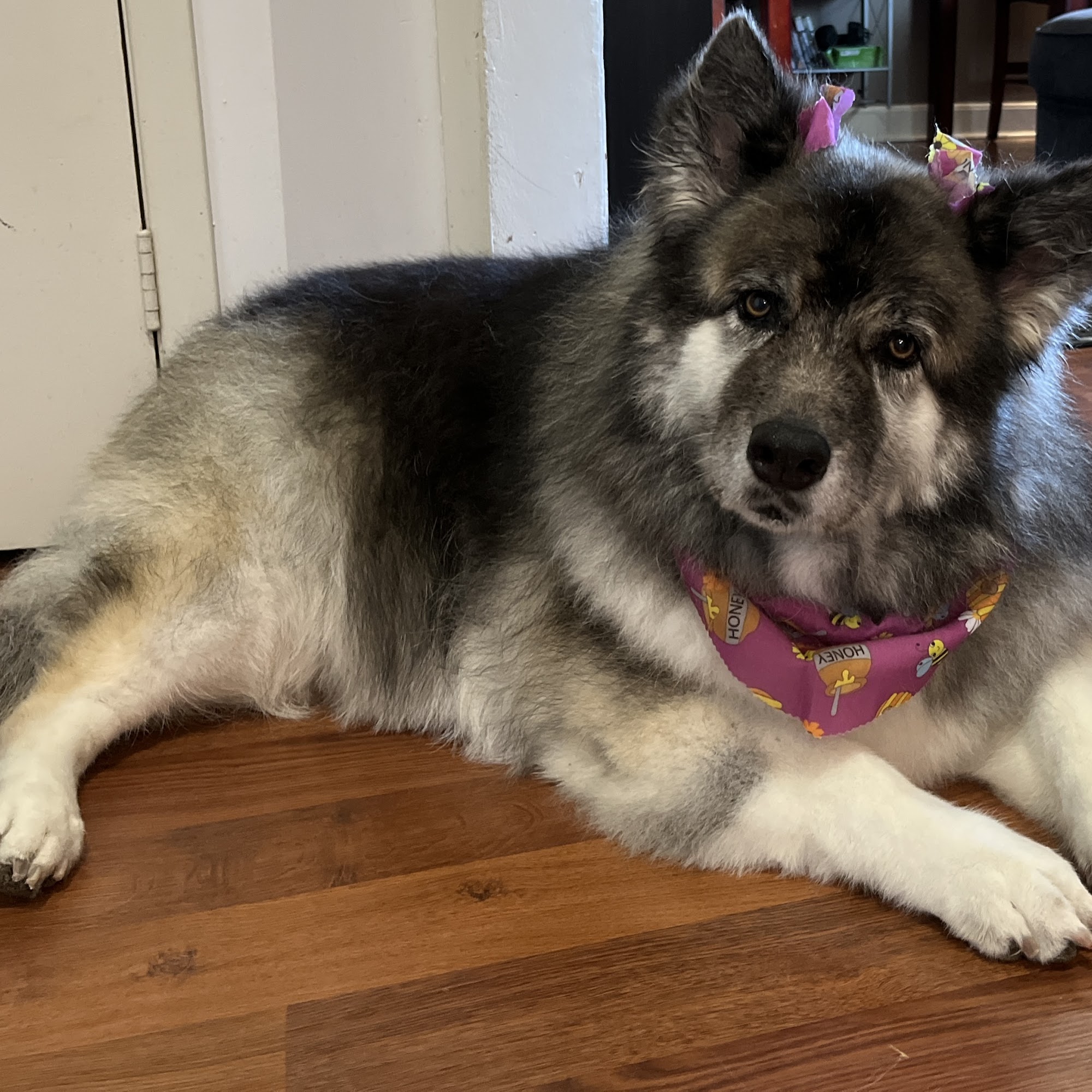 Victoria's Pet Spa Chatham