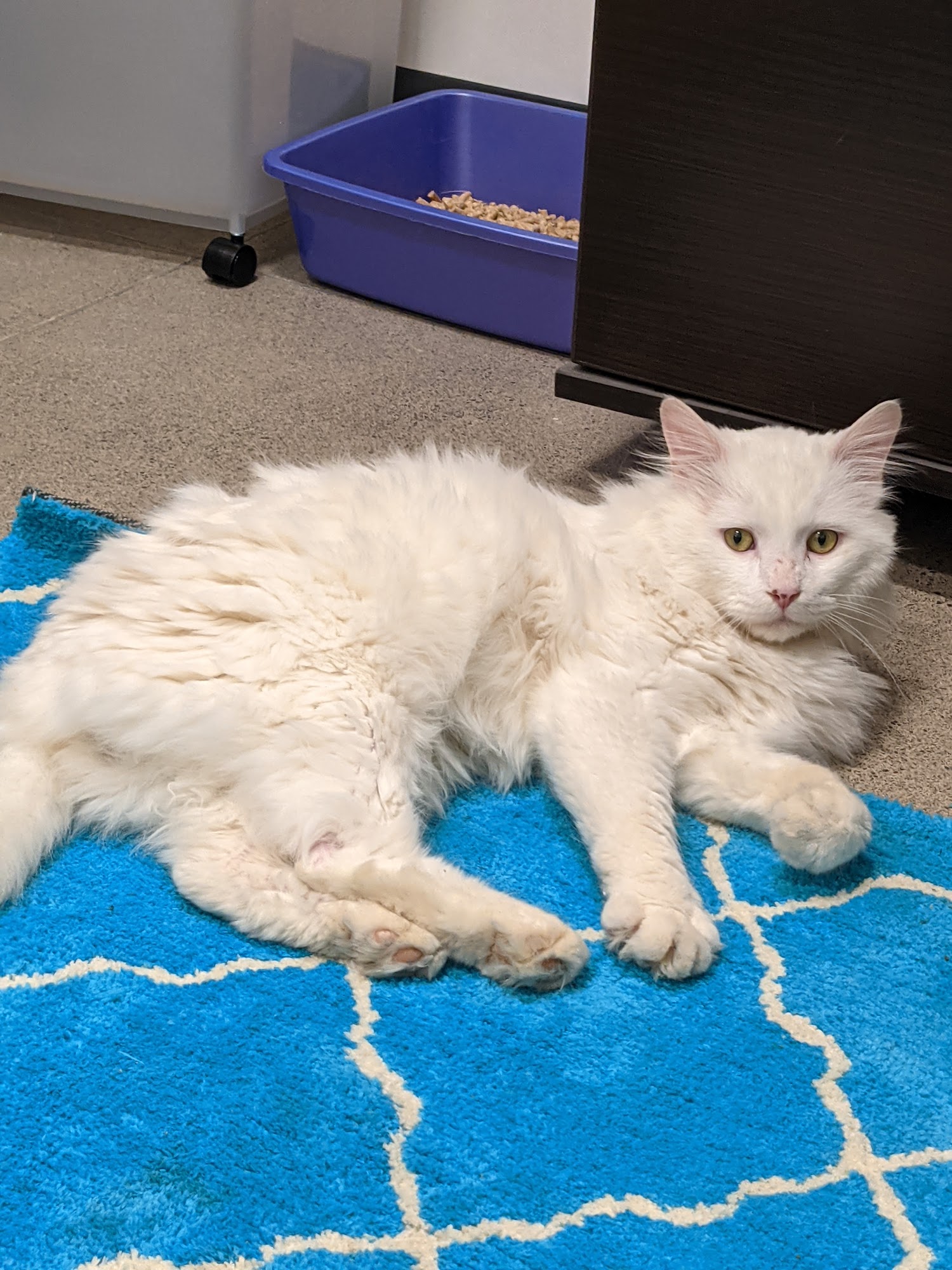 Northumberland Humane Society Cobourg