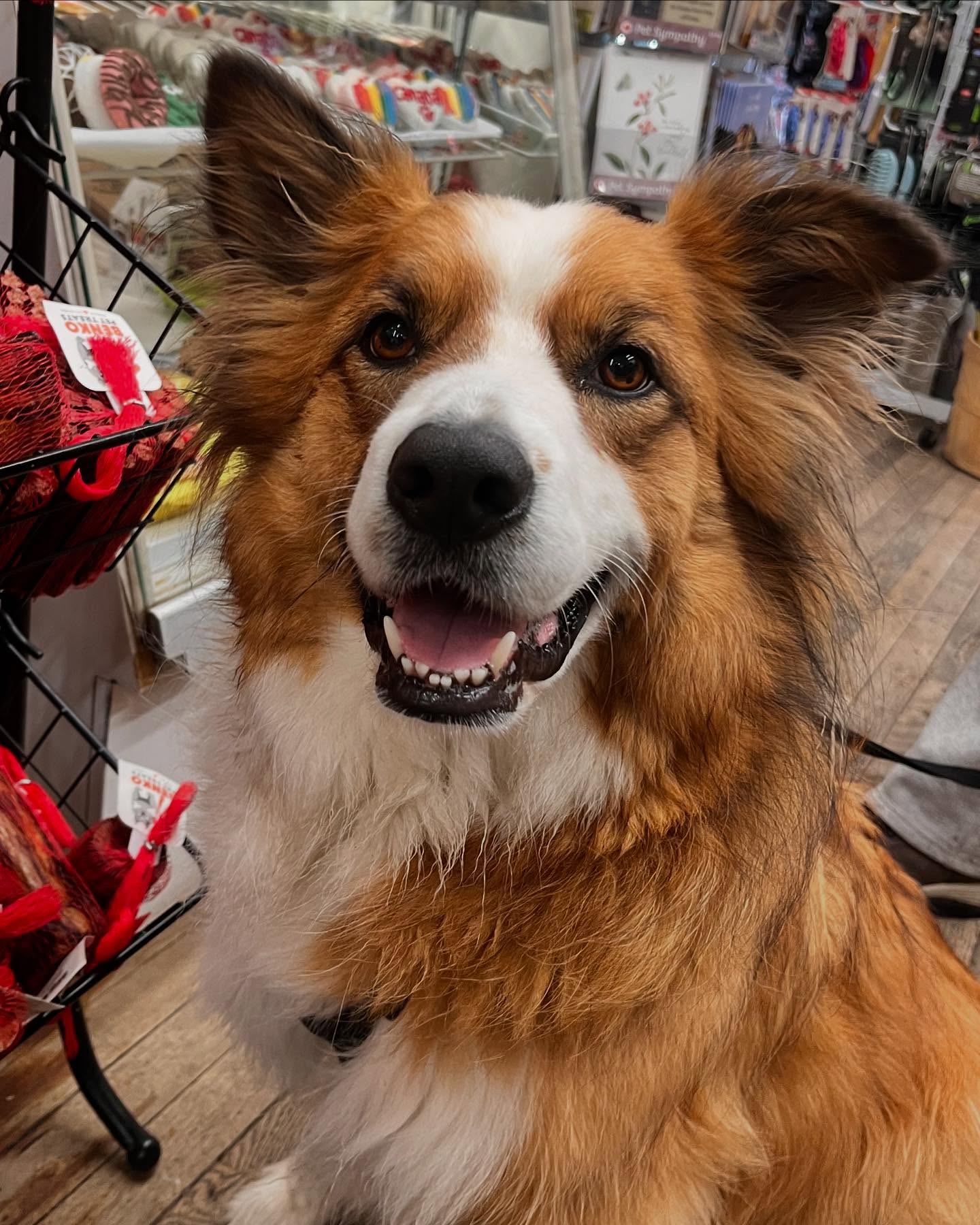 All Creatures Great & Small Cobourg