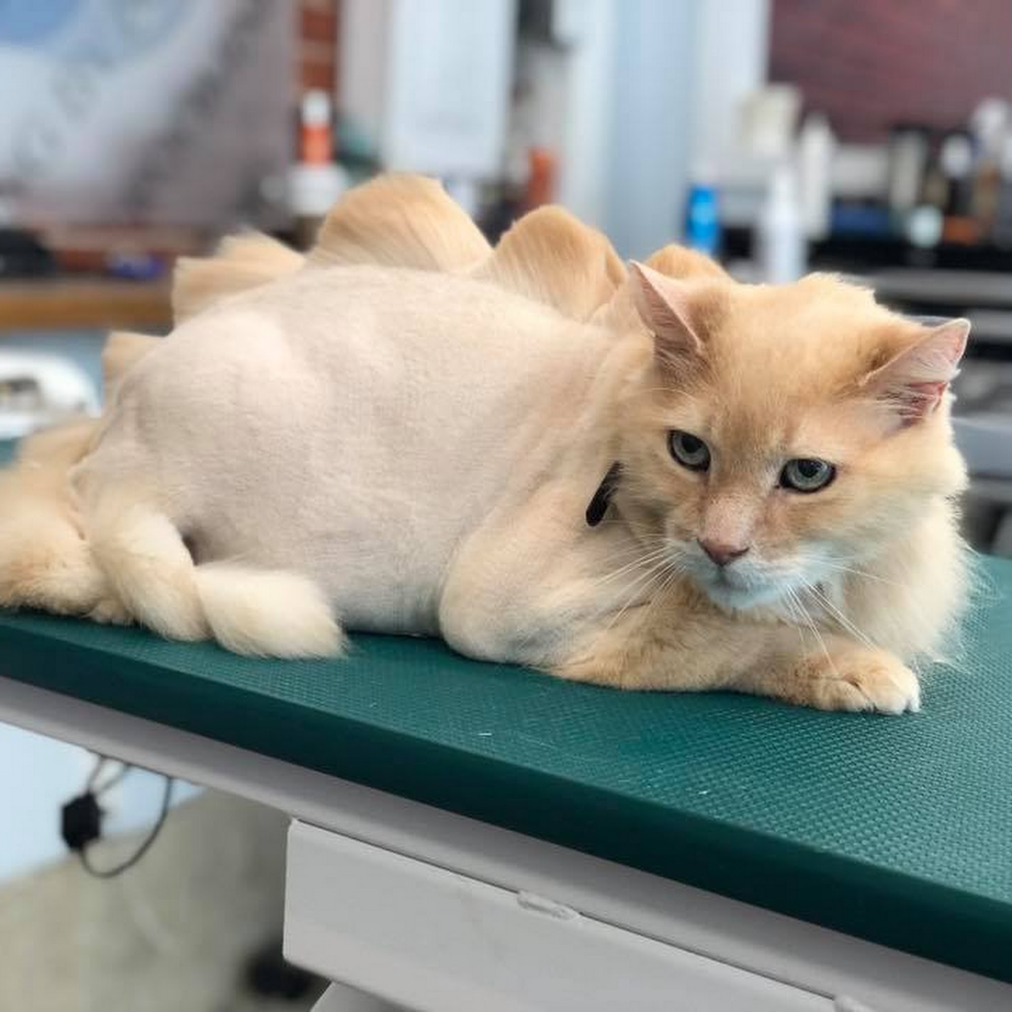 Grooming By Bri , Baltimore Cobourg