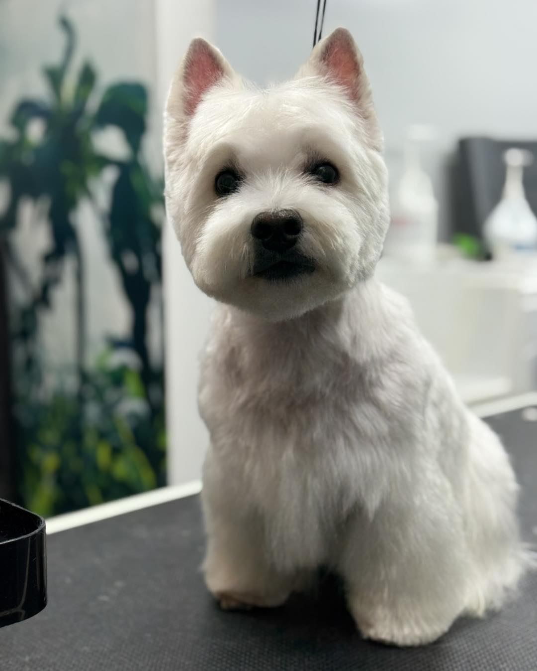 Grooming By Bri , Baltimore Cobourg