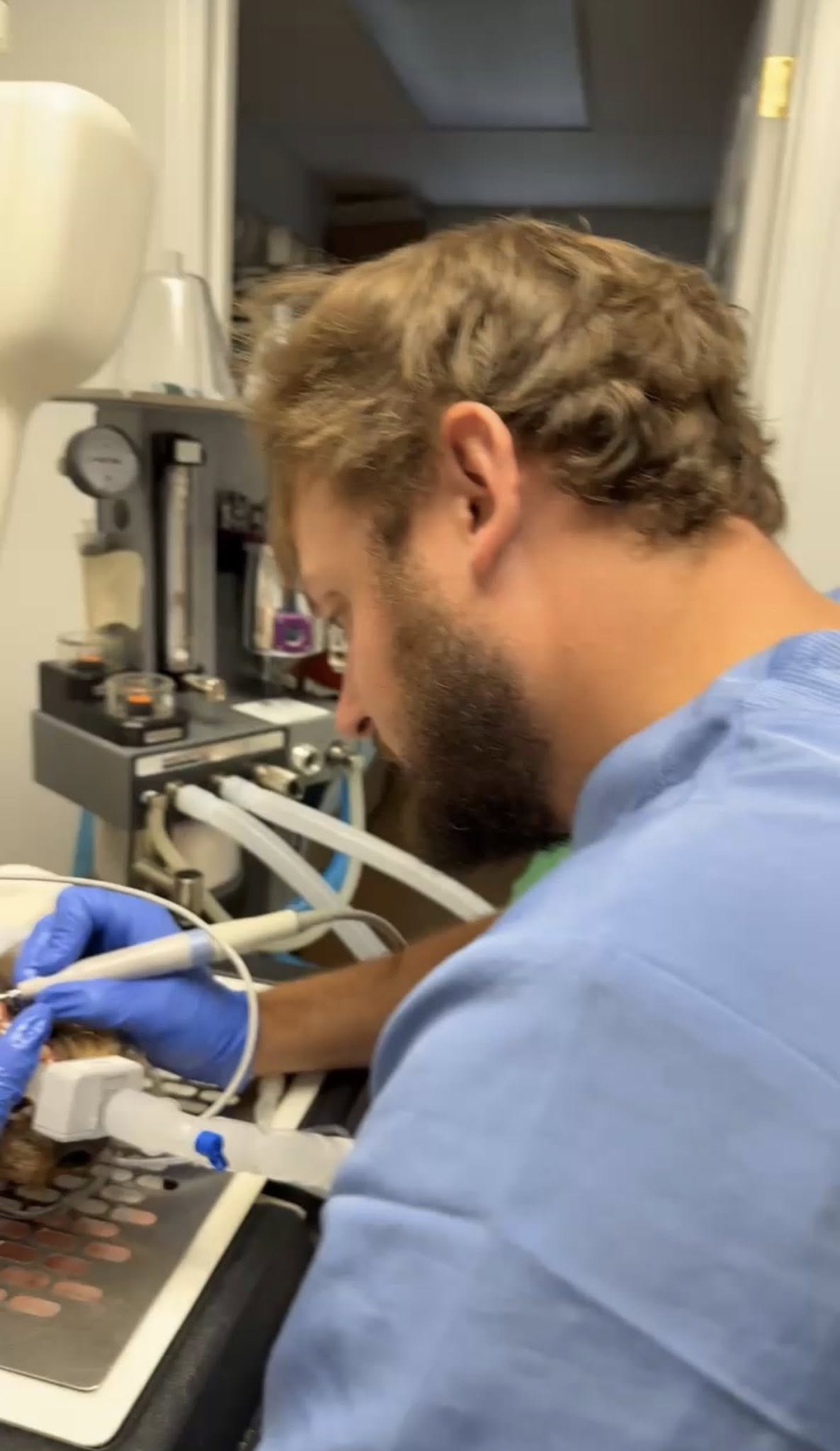 Collingwood Veterinary Services Collingwood