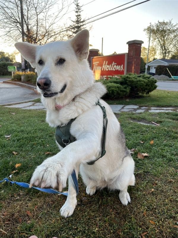 Collingwood Veterinary Services Collingwood