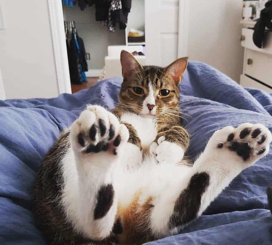 Balsam Veterinary Office Collingwood