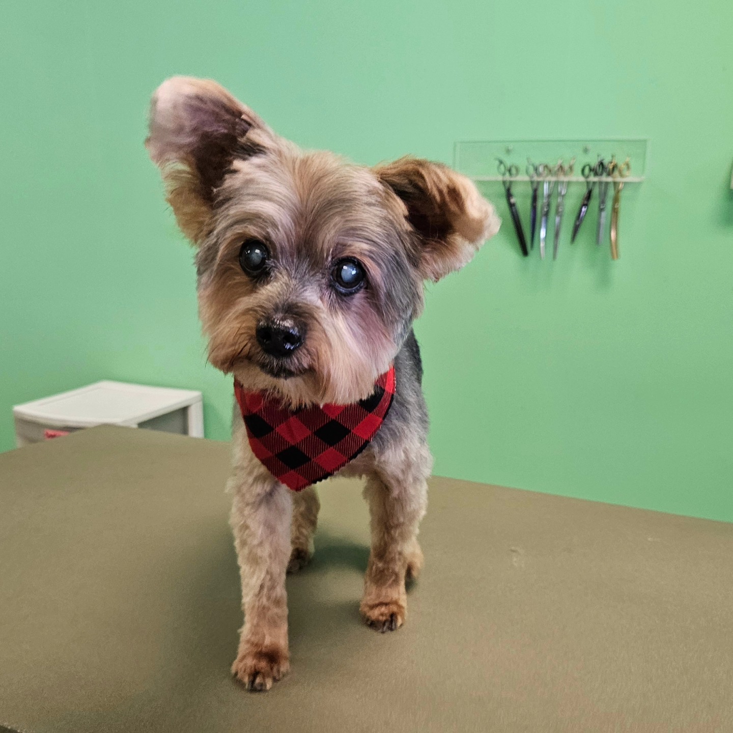 Golden Cuts Grooming Inc Concord