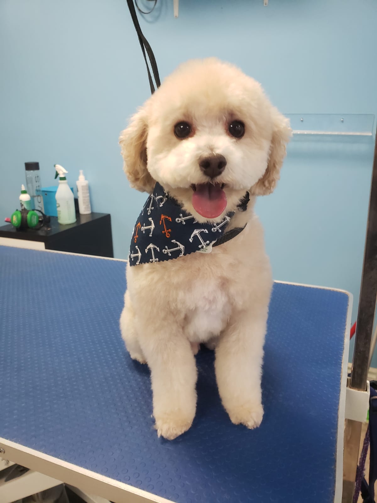 Golden Cuts Grooming Inc Concord