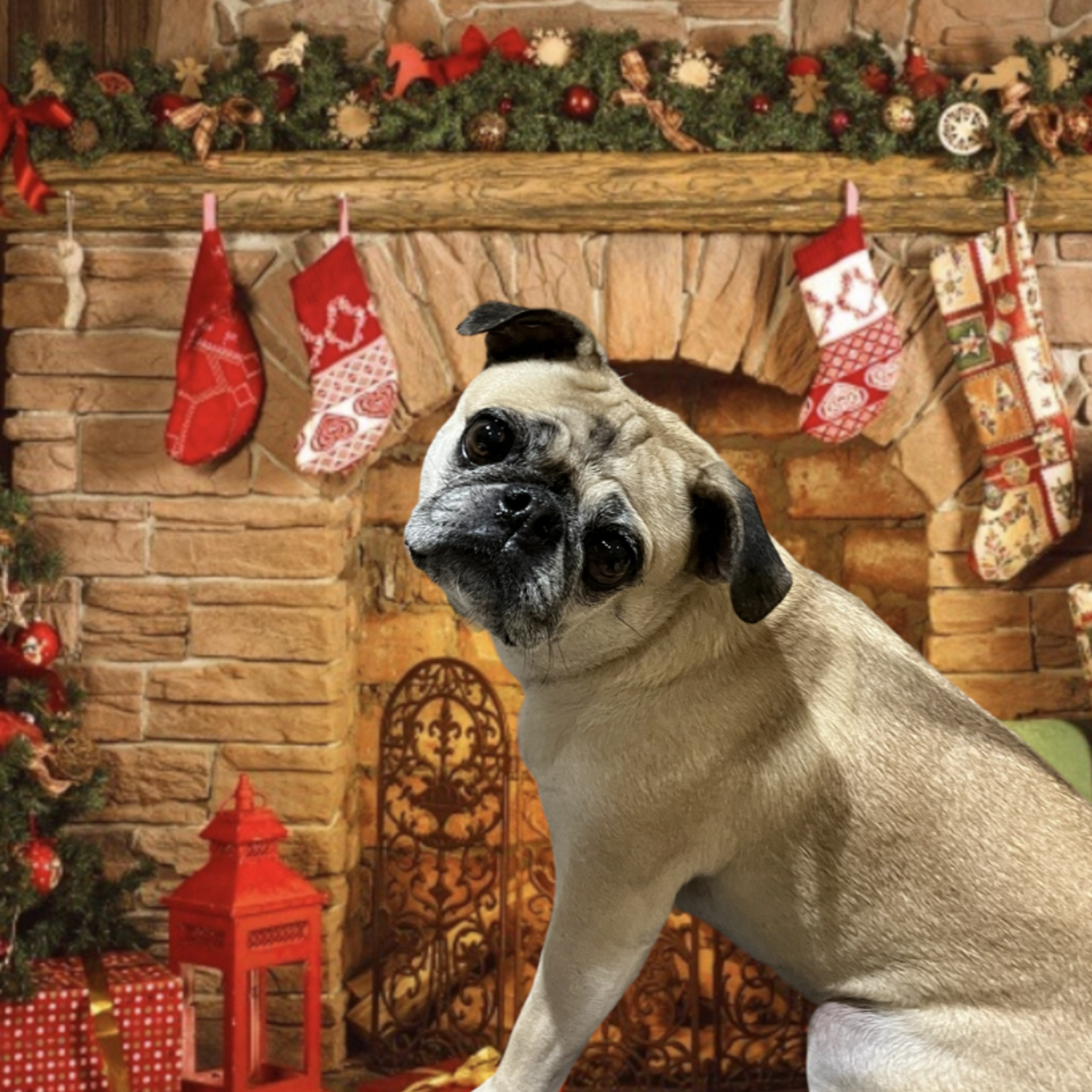 Dazzling Doggies Grooming Salon 168 Big Moose Rd, Corbeil Ontario P1B 8Z4