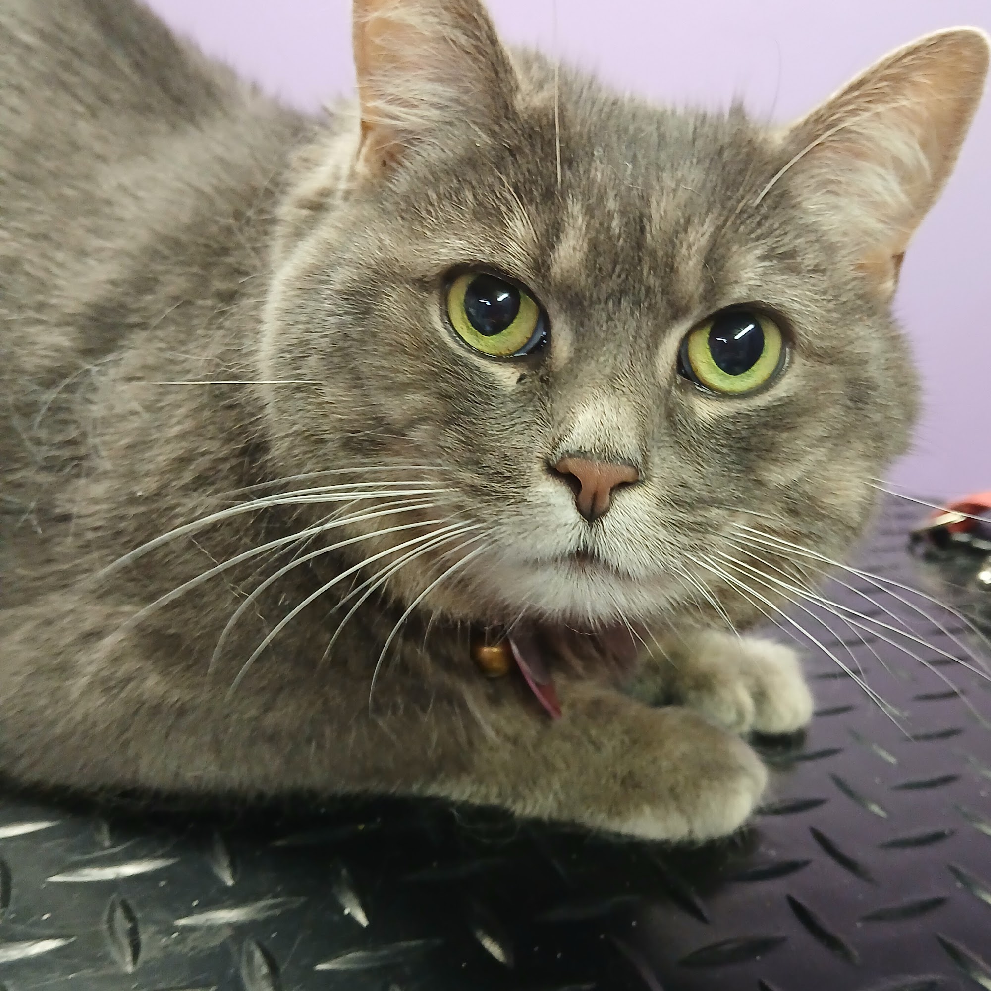 Comet's Pet Salon • Private Pet Spa Cornwall