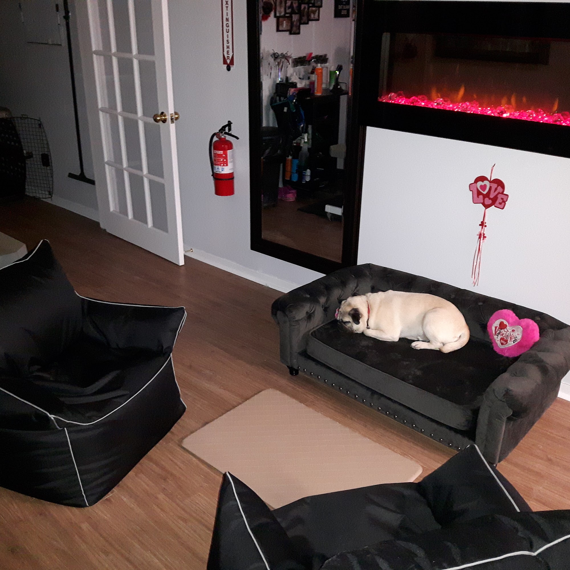 Dogz and Katz Coiffure Holistic Pet Grooming Cornwall