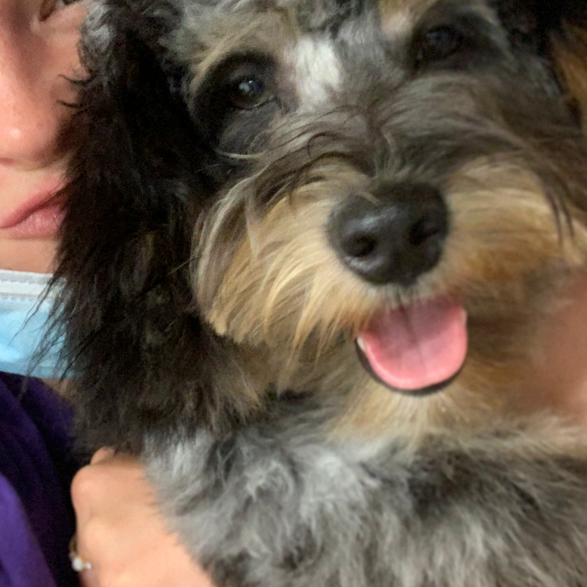 Shelly's Pals and Paws Cornwall