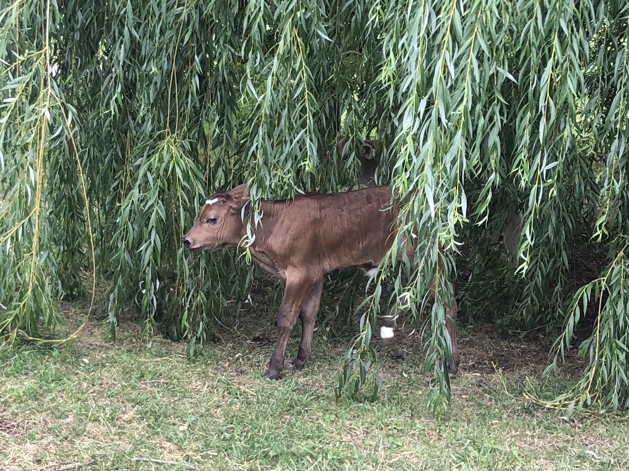 Sunny Green Farm Crysler