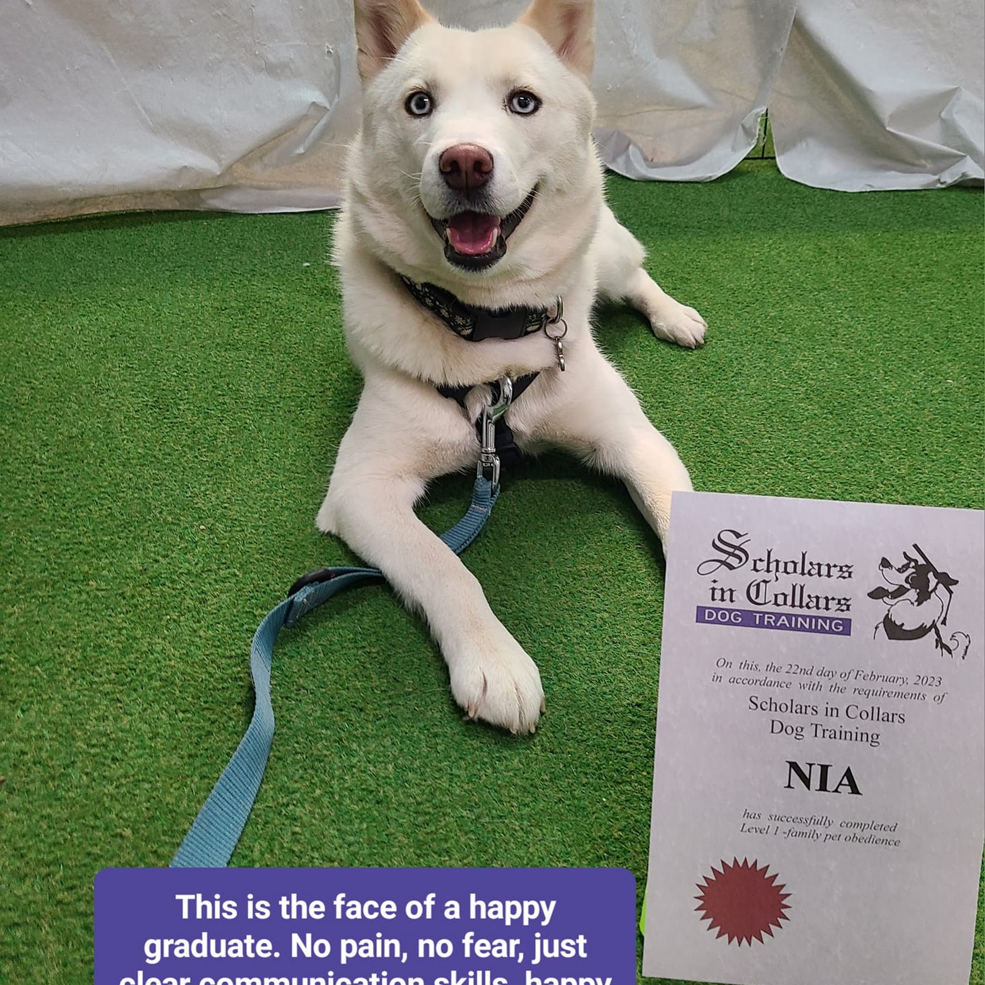 Scholars In Collars Dog Training Dundas